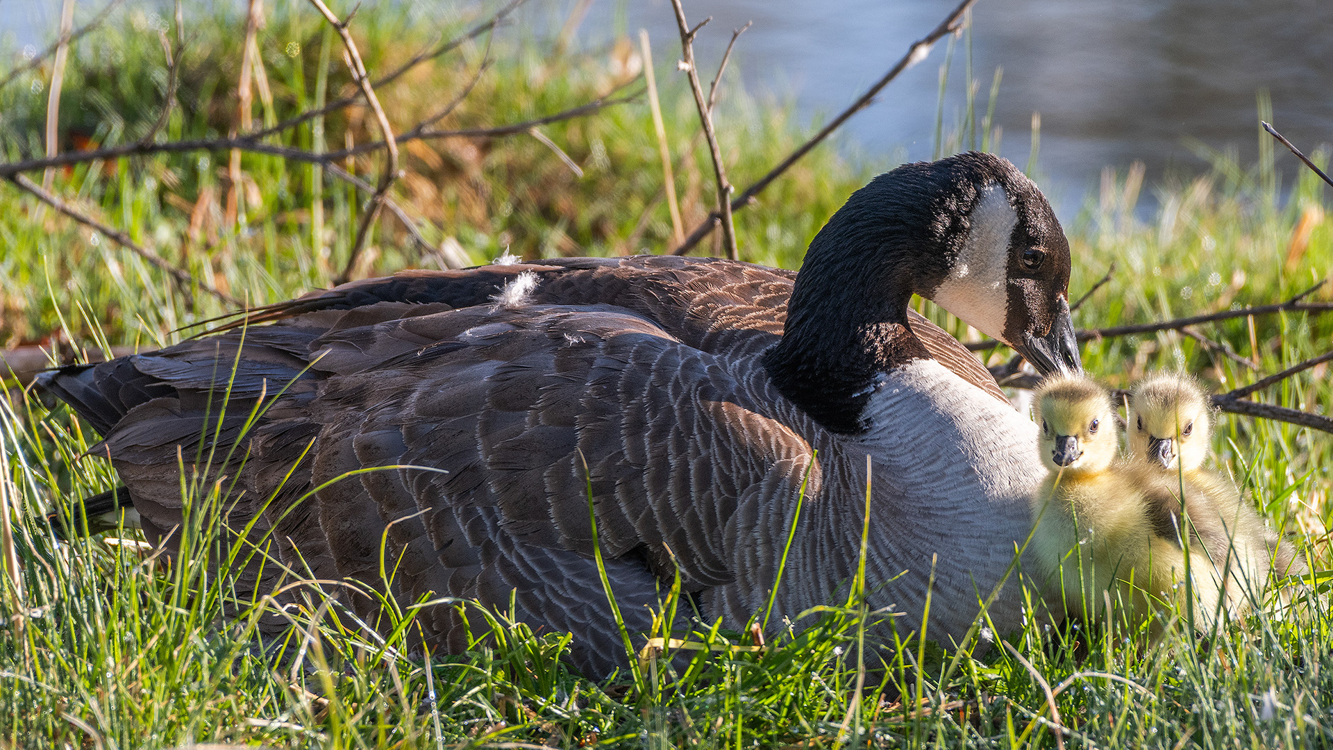 Canada Goose with goslings, Inglewood Bird Sanctuary & Nature Centre, Calgary, Alberta