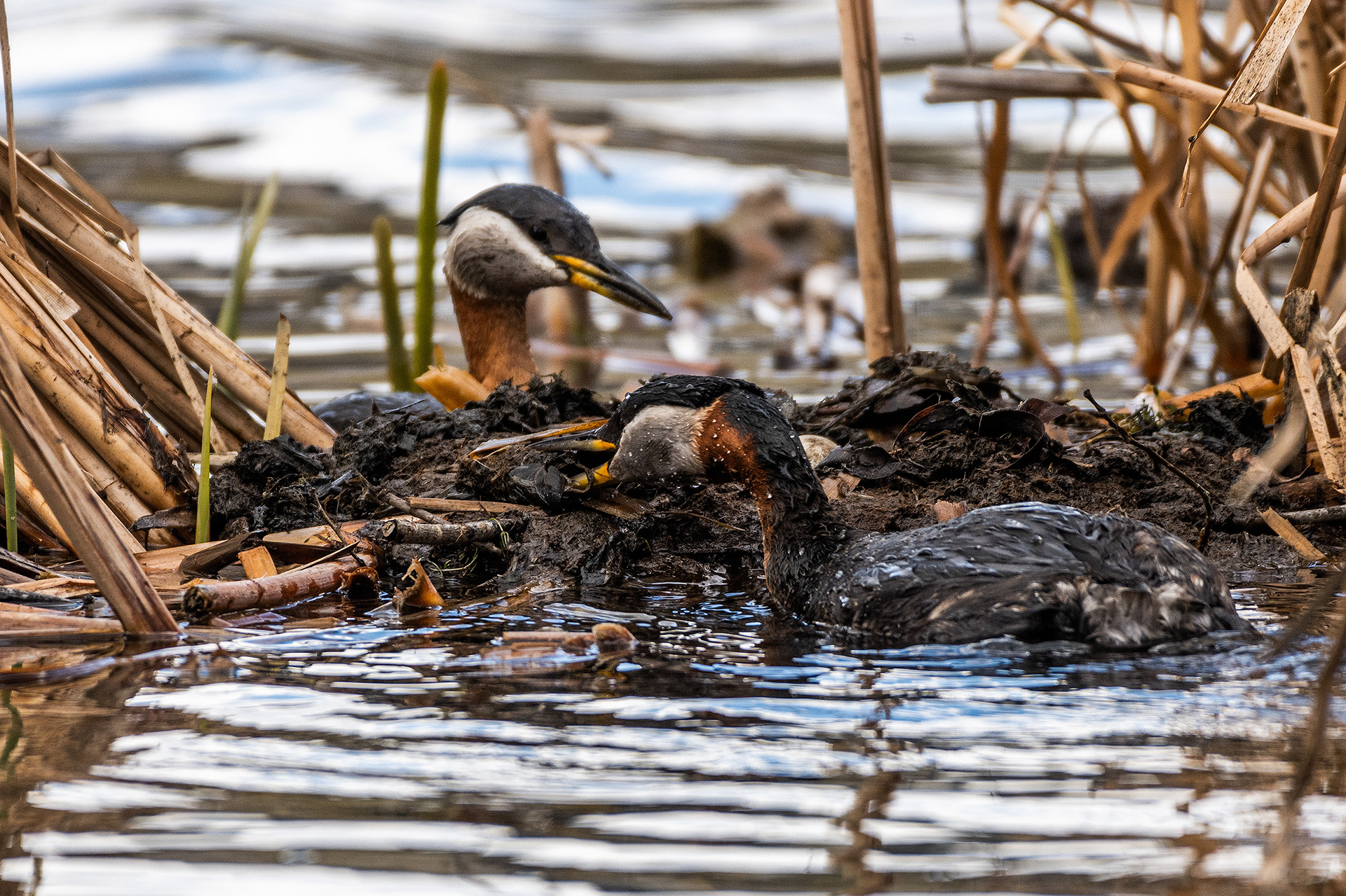 Red-necked Grebes doing some maintenance on the nest at Bridlewood Wetlands Park, Calgary, Alberta