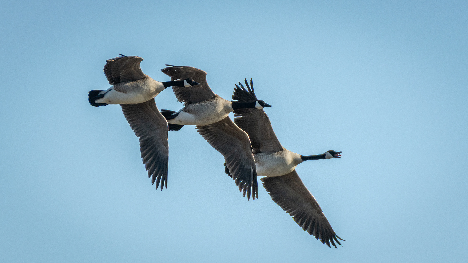 Canada Geese (in flight), Marshall Springs, Fish Creek Provincial Park, Calgary, AB