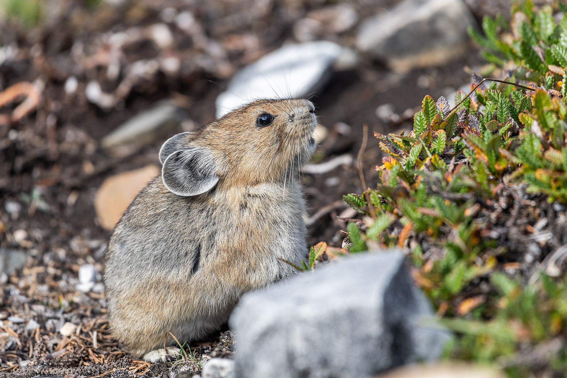 Pika, Stanley Glacier Trail, Kootenay National Park, British Columbia
