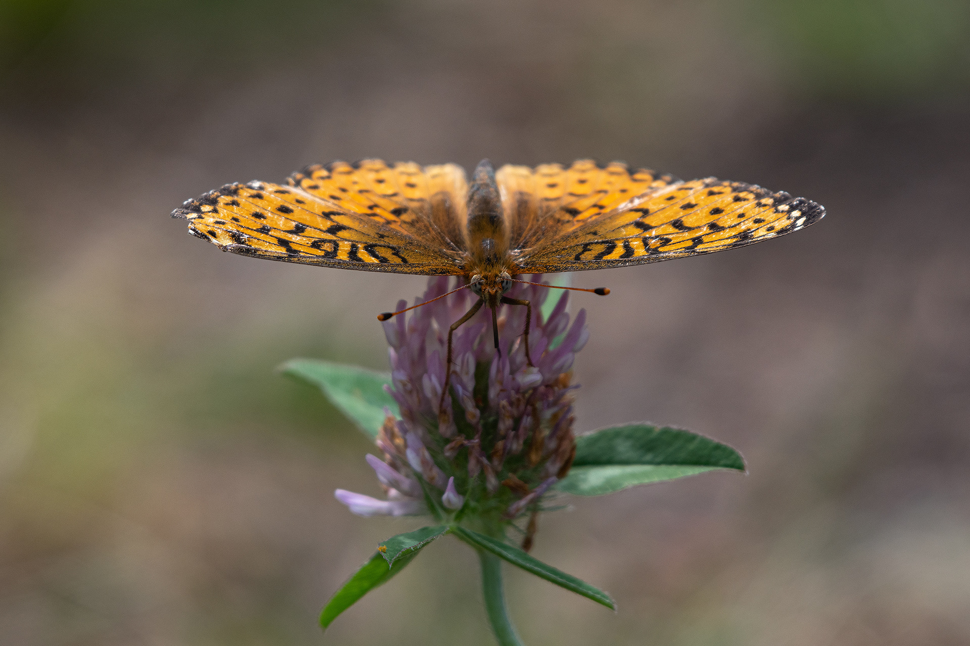 Flower and Butterfly, Brown-Lowery Provincial Park, Alberta