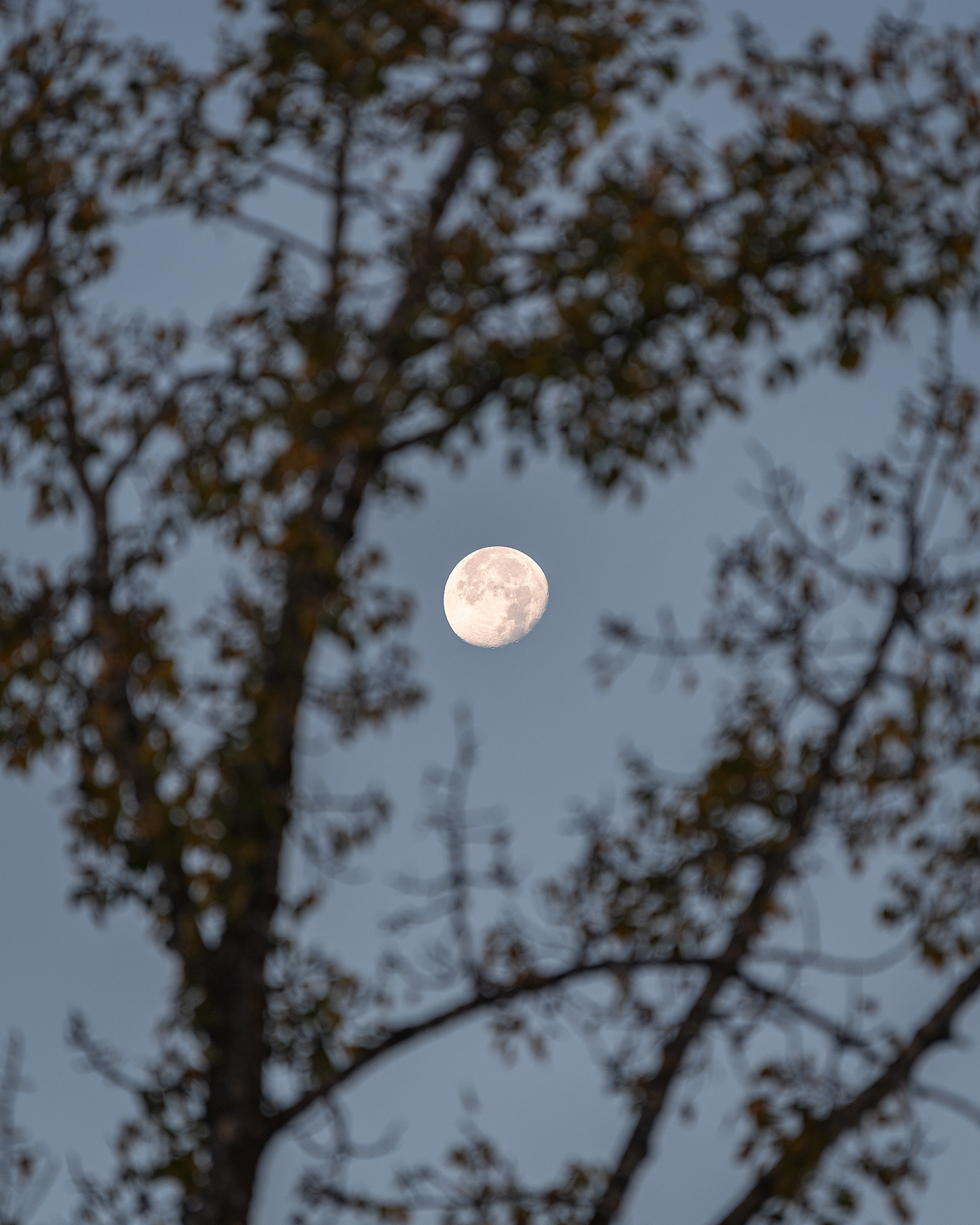 The Moon through a gap in tree, from the Mallard Point area of Fish Creek Provincial Park, Calgary, AB - October 12th, 2022 (8:09 AM, 18 Mp)