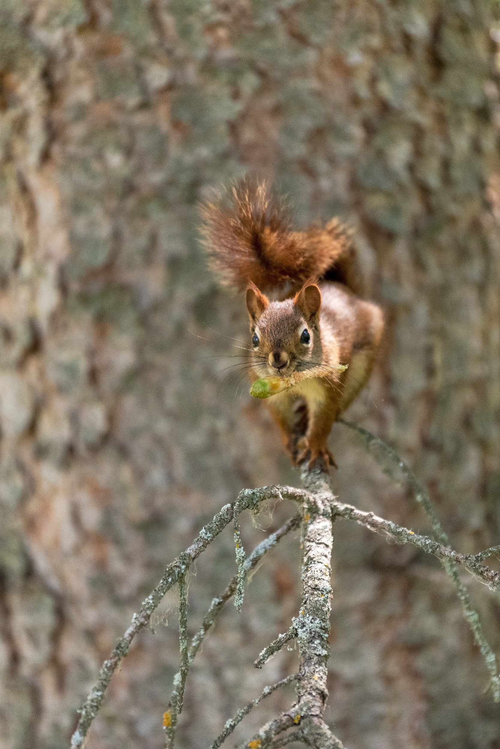Squirrel carrying a snack