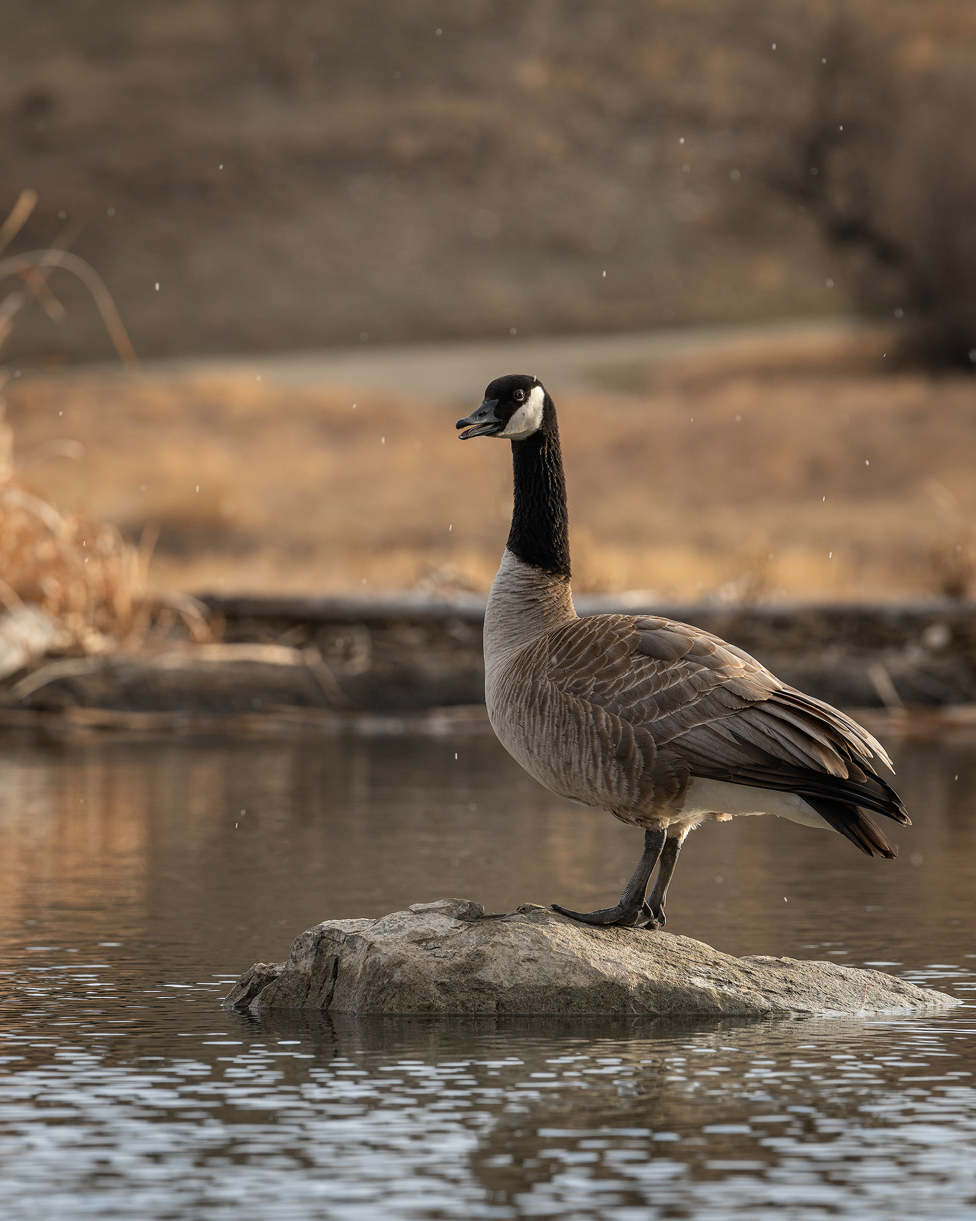 Canada Goose, Marshall Springs, Fish Creek Provincial Park, Calgary, AB