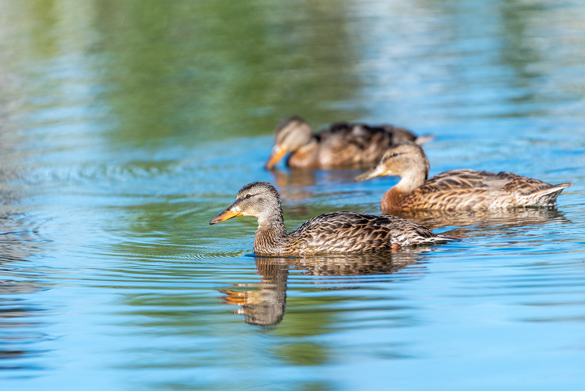 Mallards at a neighborhood pond in Evergreen