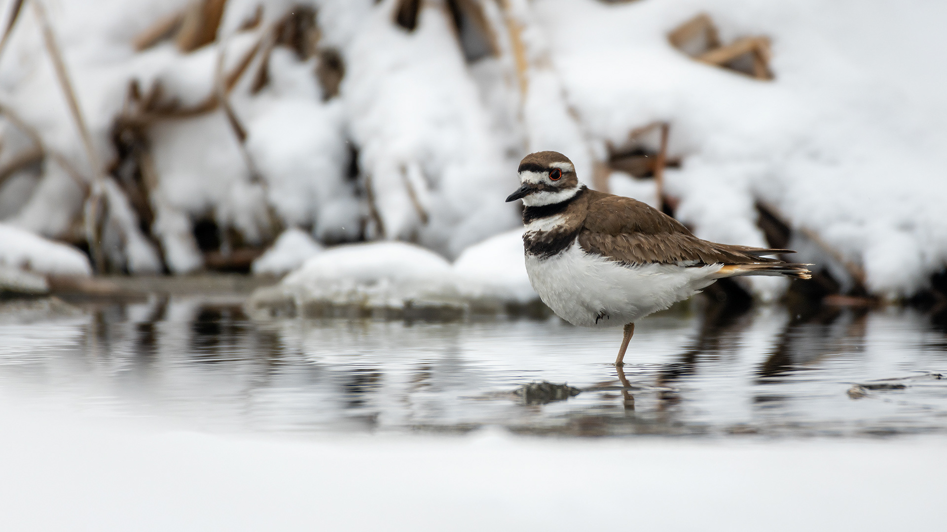 Killdeer, Marshall Springs, Fish Creek Provincial Park, Calgary, AB
