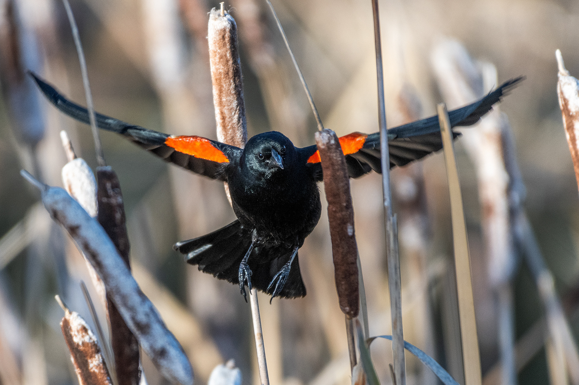Red-winged Blackbird (male) in flight at the Marshall Springs ponds in Fish Creek Provincial Park