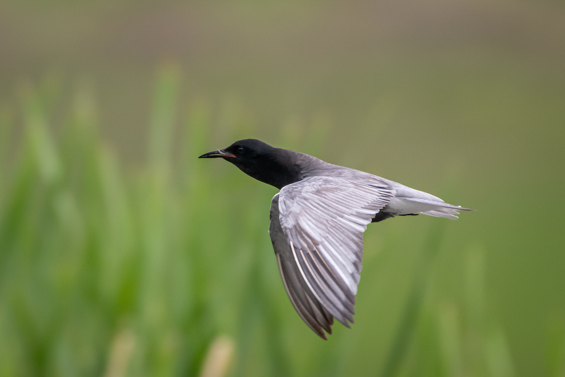 Black Tern (in flight) with a small fish, Marshall Springs ponds, Fish Creek Provincial Park, Calgary, AB