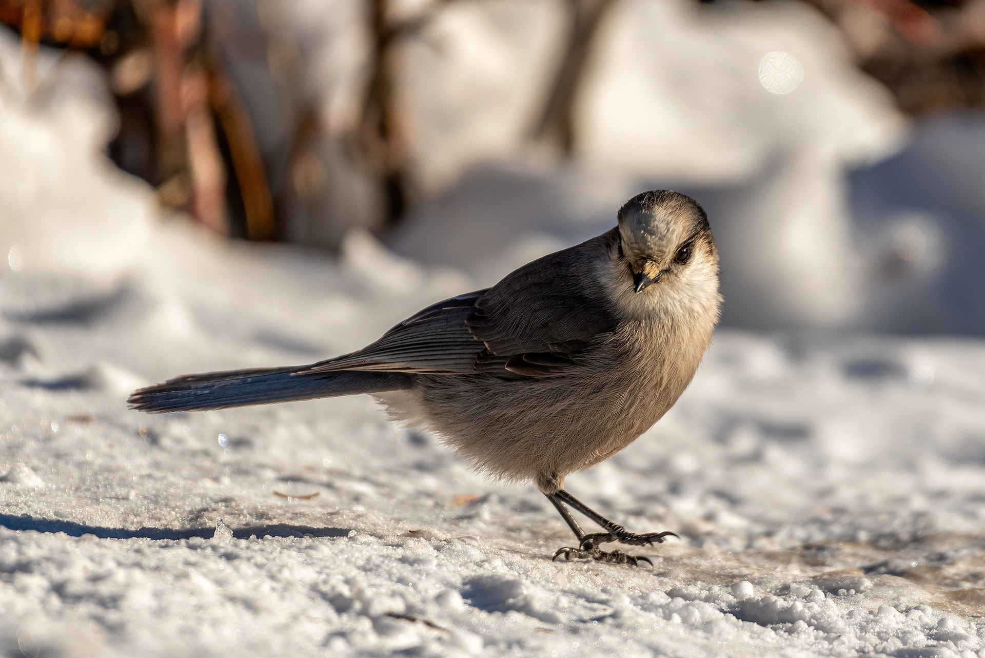 Gray Jay near the peak of Prairie Mountain, close to Elbow Falls, AB