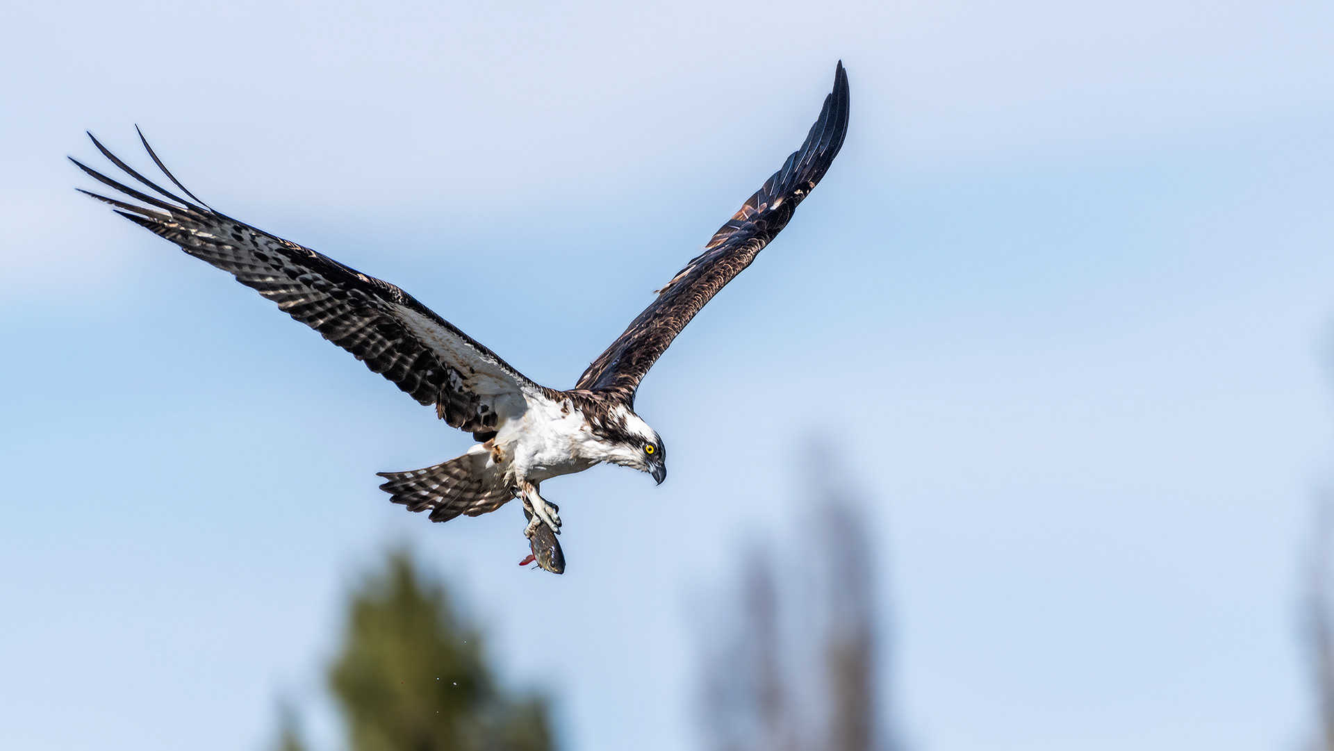 Osprey (in flight, with catch) at the Marshall Springs ponds in Fish Creek Provincial Park, Calgary, Alberta