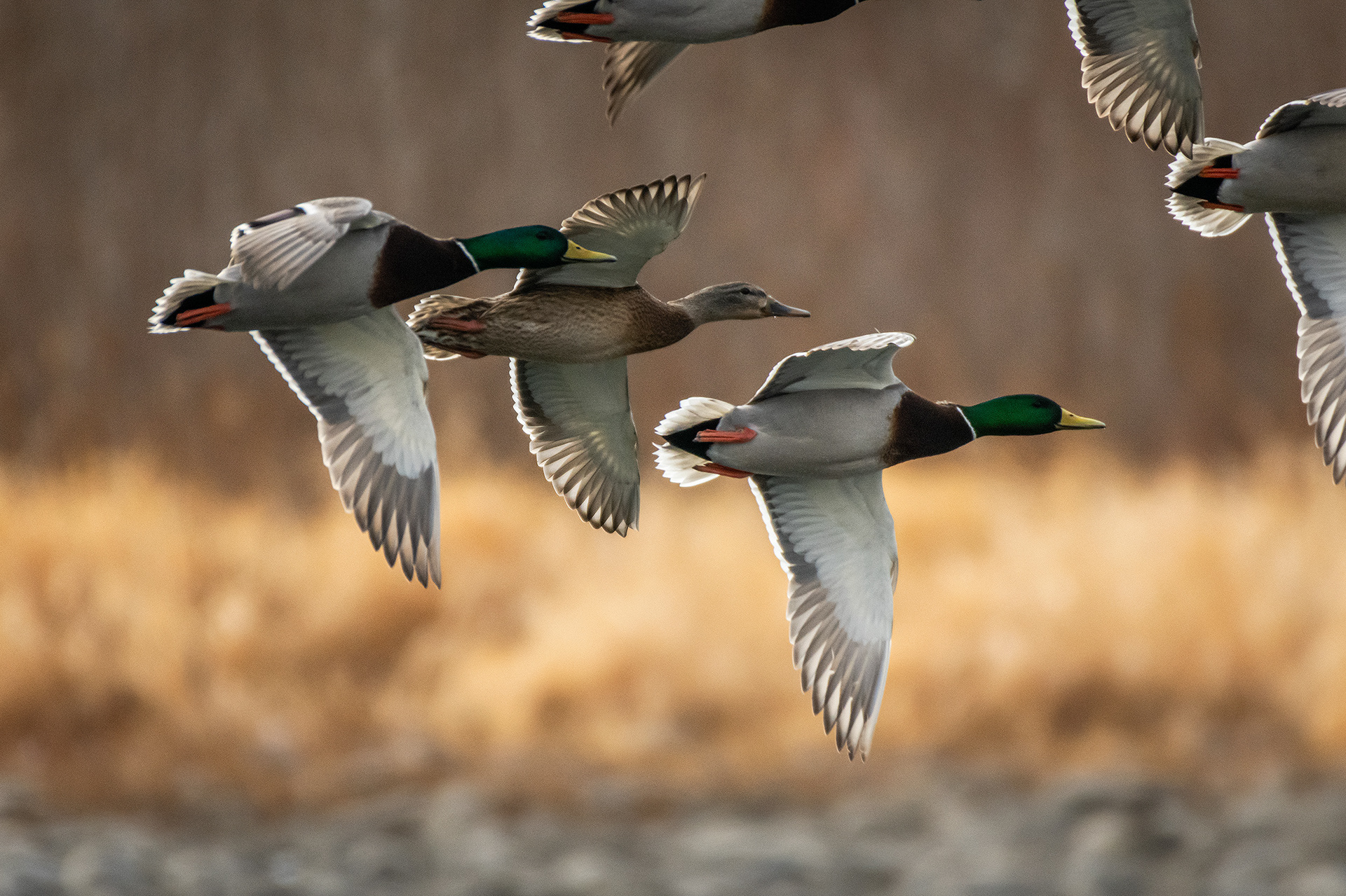 Mallards in flight - Refinery Park, Calgary, AB