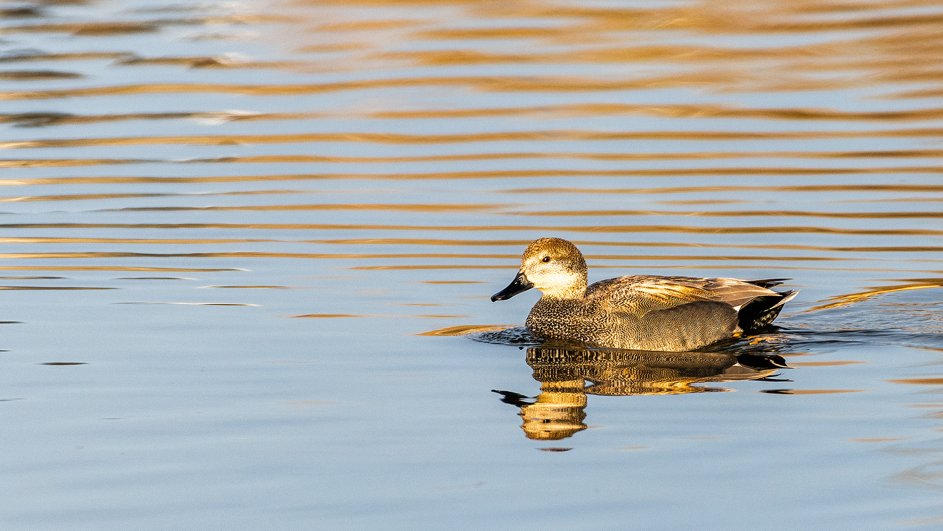 Blue-winged Teal (female) (my best guess), Bridlewood Wetlands Park, Calgary, Alberta