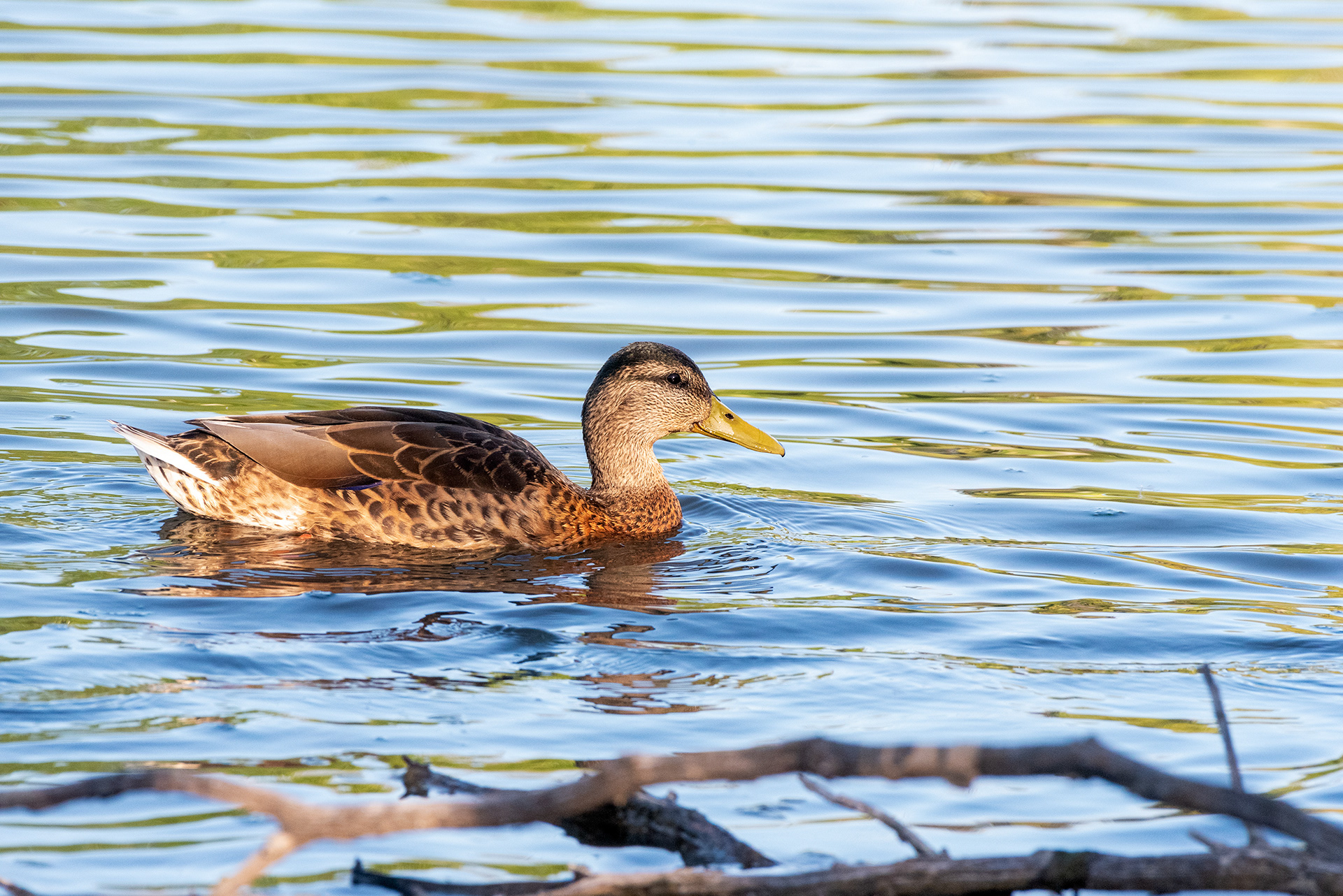 Mallard