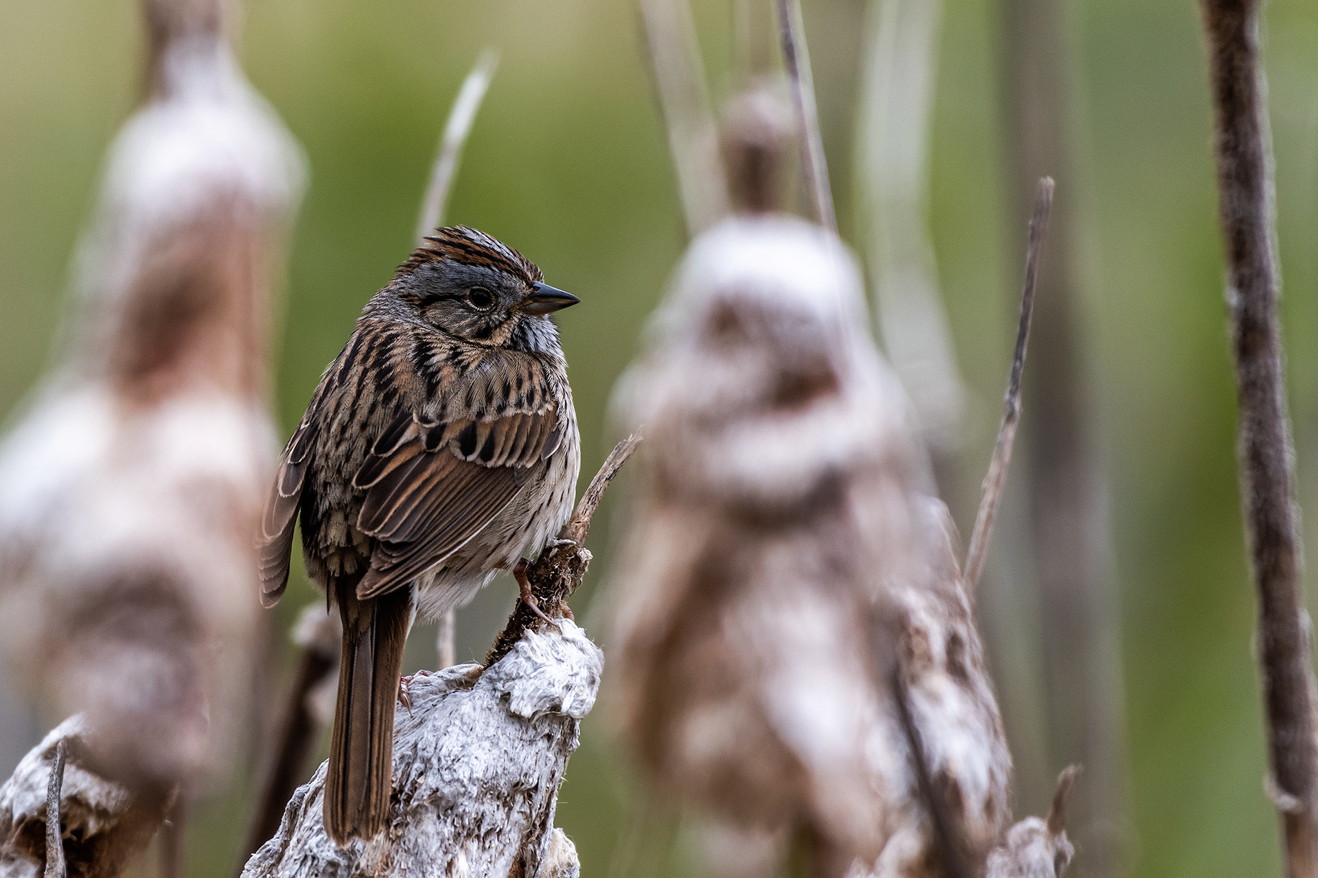 Lincoln's Sparrow (not 100% certain of this identification) near Marshall Springs in Fish Creek Provincial Park