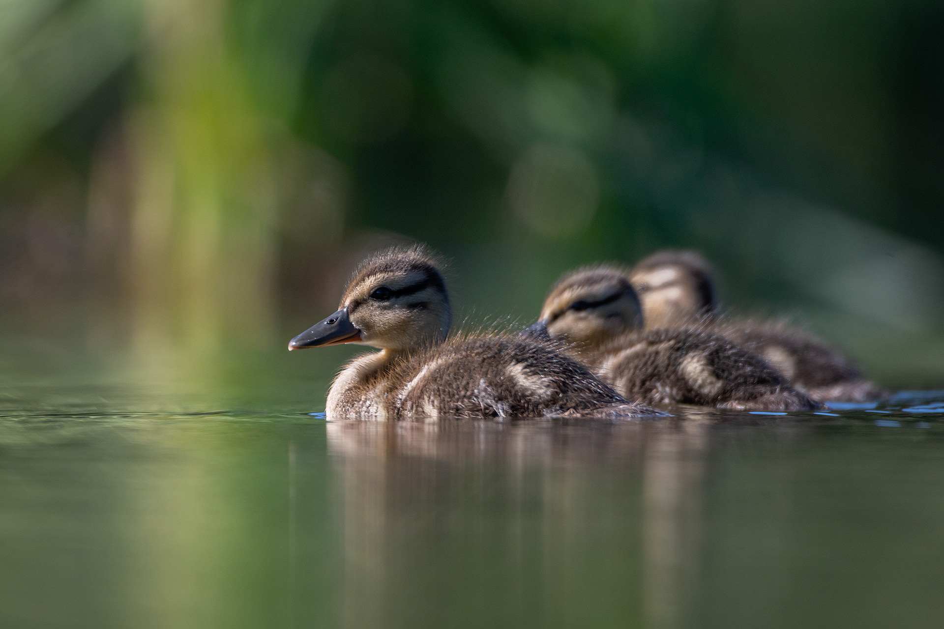 Ducklings, Marshall Springs ponds, Fish Creek Provincial Park, Calgary, AB