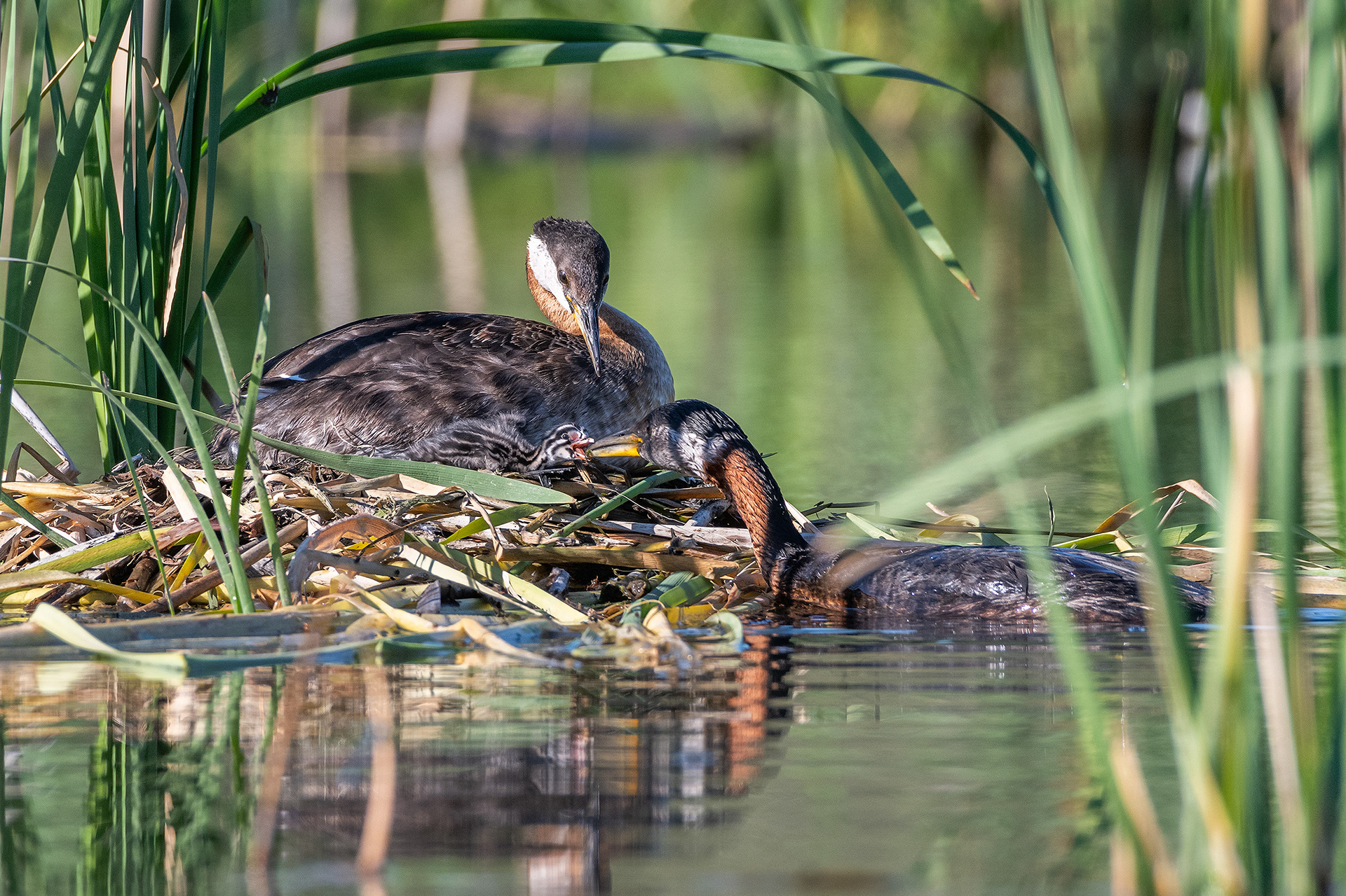 Red-necked Grebe pair at their nest with their one day old chick (Dad brought some food for the chick), Marshall Springs - Fish Creek Prov. Park, Calgary, AB