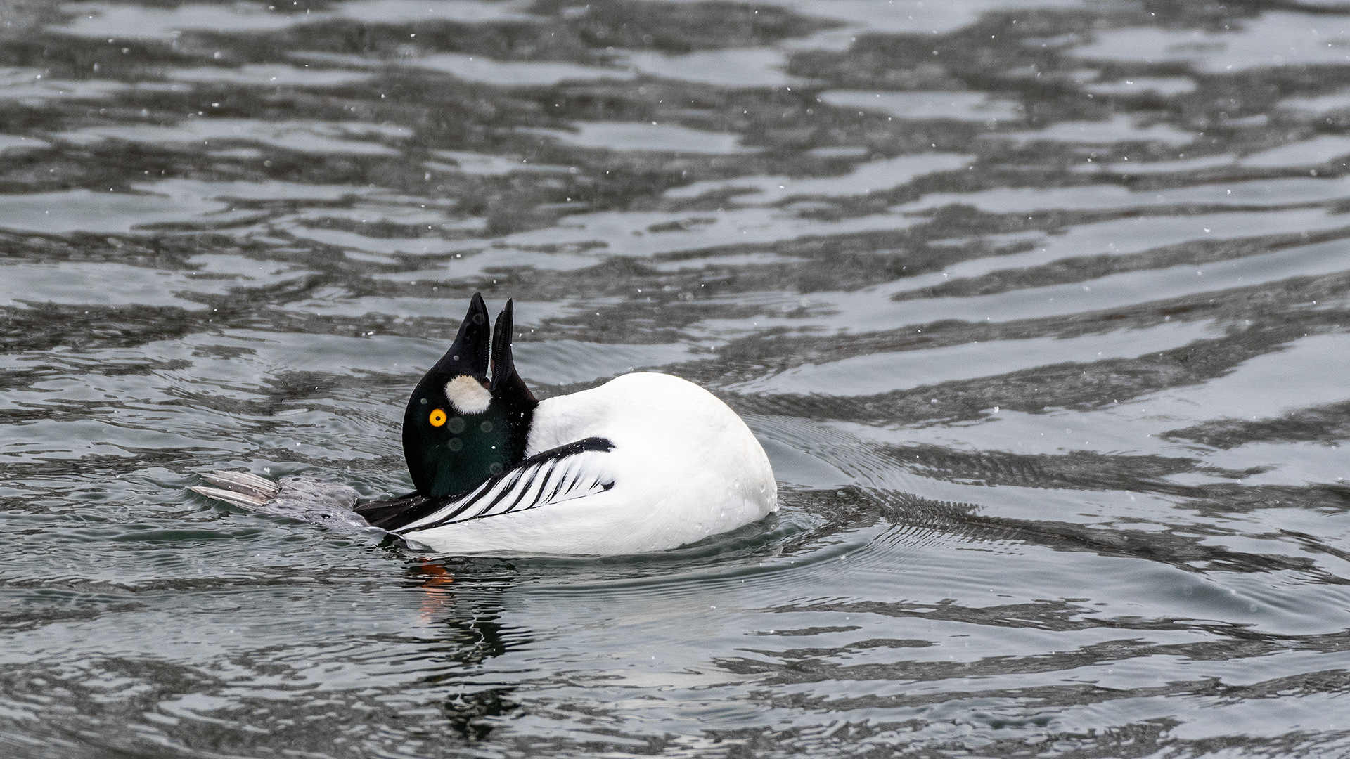 Common Goldeneye (male) at the Inglewood Bird Sanctuary & Nature Centre, Calgary, Alberta