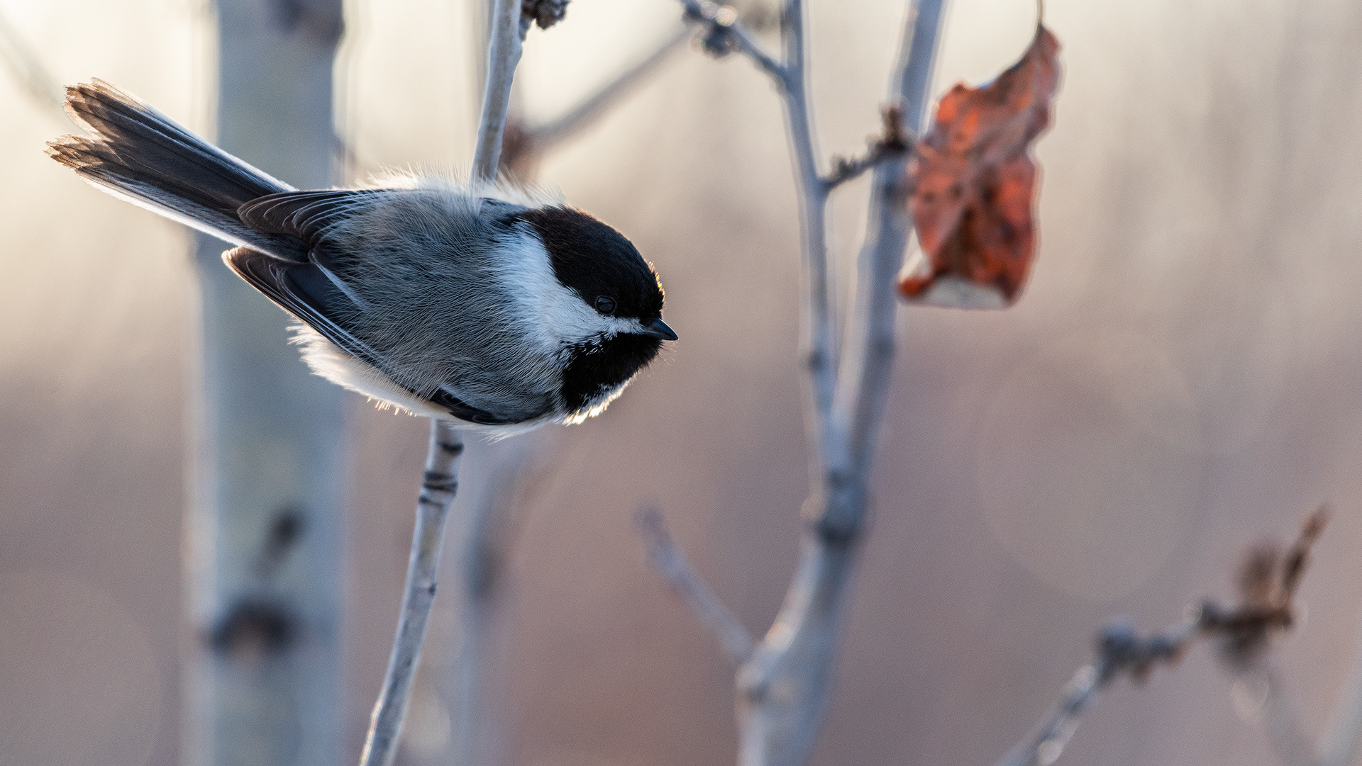 Black-capped Chickadee near Glennfield, Fish Creek Prov. Park, Calgary, AB