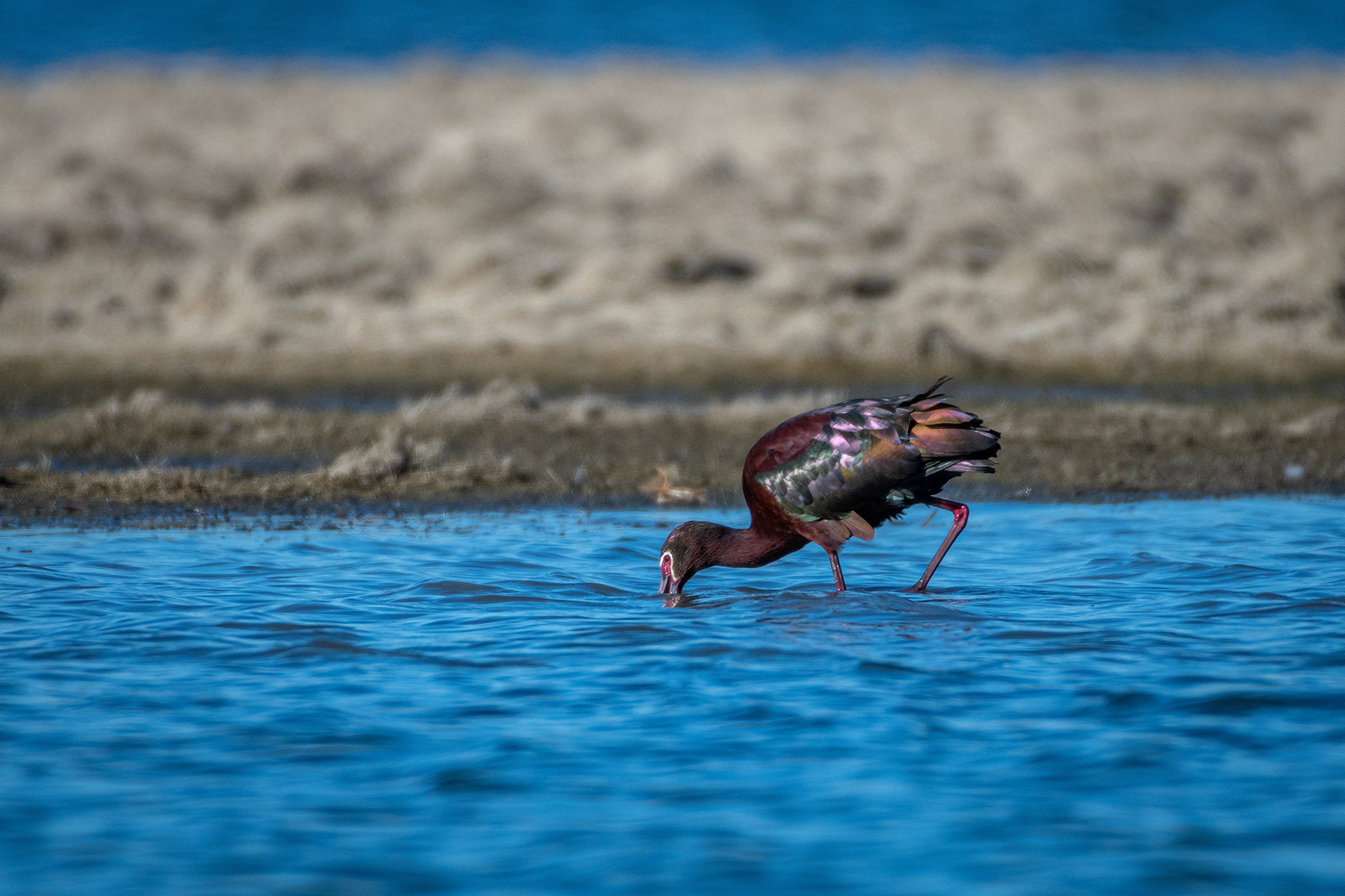 White-faced Ibis, Glenmore Reservoir, North Glenmore Park, Calgary, AB