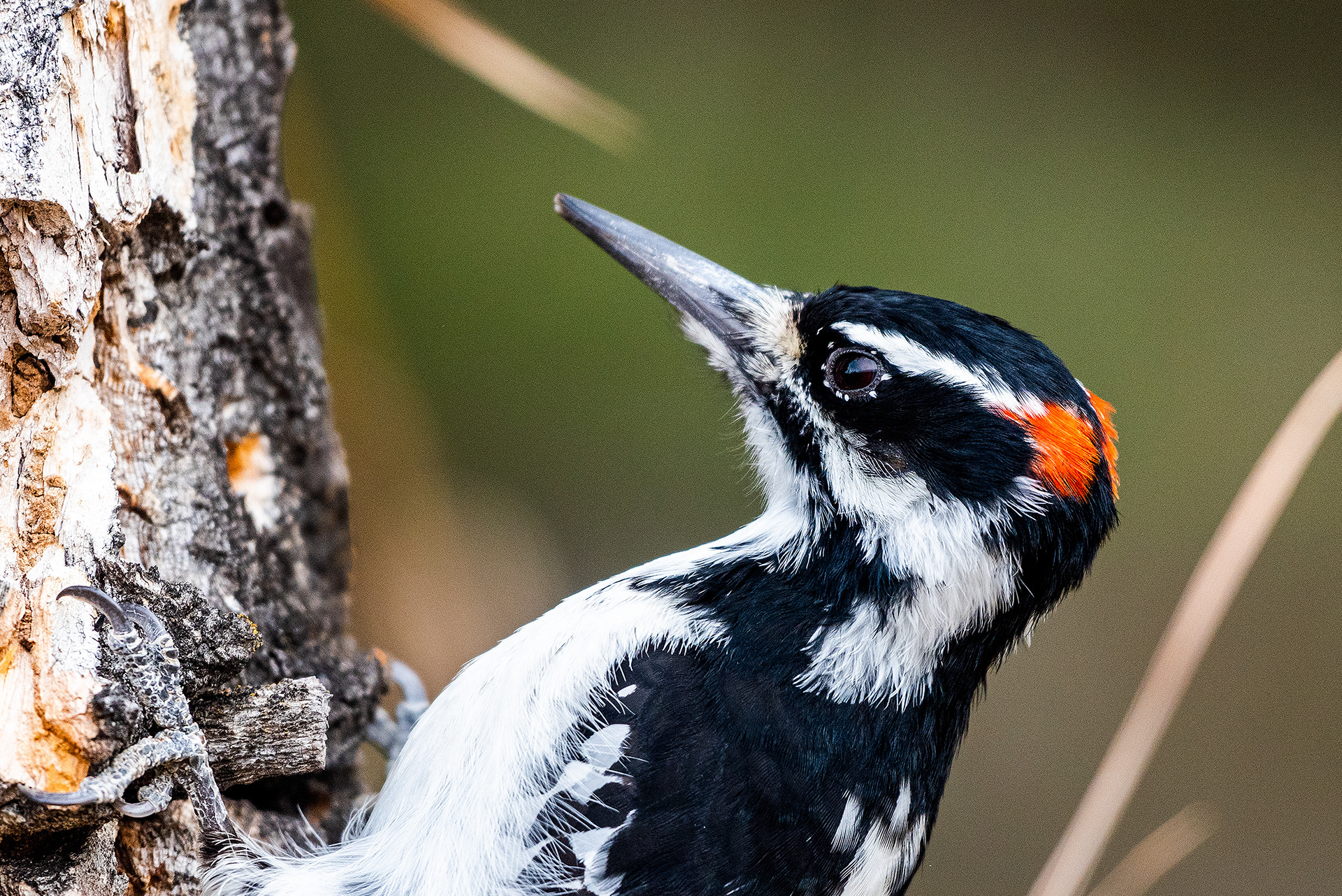 Hairy Woodpecker (male) near the Marshall Springs ponds in Fish Creek Provincial Park