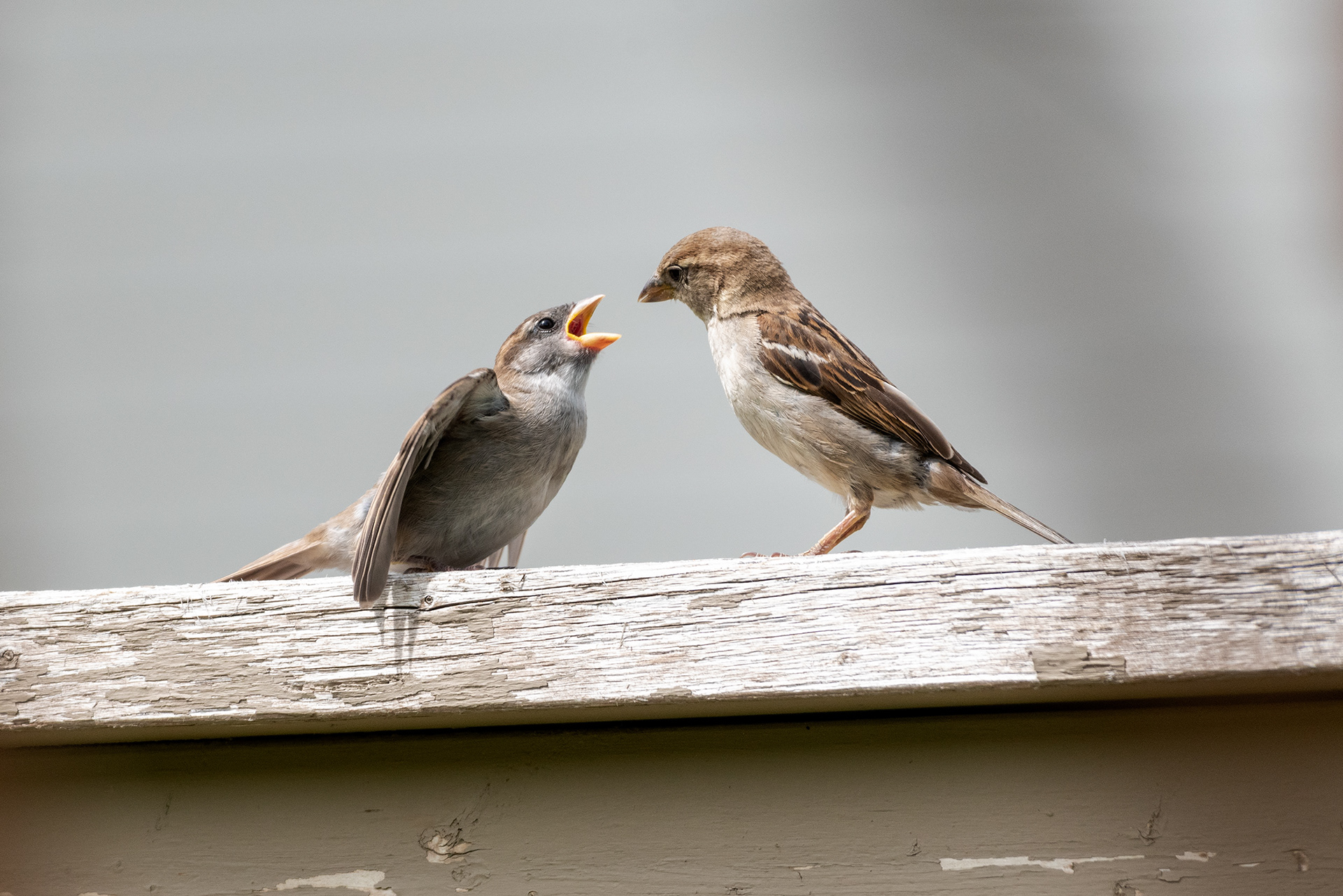 On the back yard fence, a young House Sparrow is always looking for more food