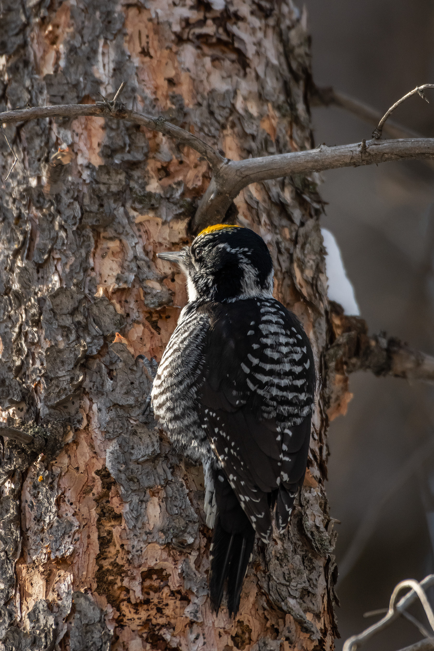 Three-toed Woodpecker (male), near the Marshall Springs area of Fish Creek Provincial Park, Calgary, AB