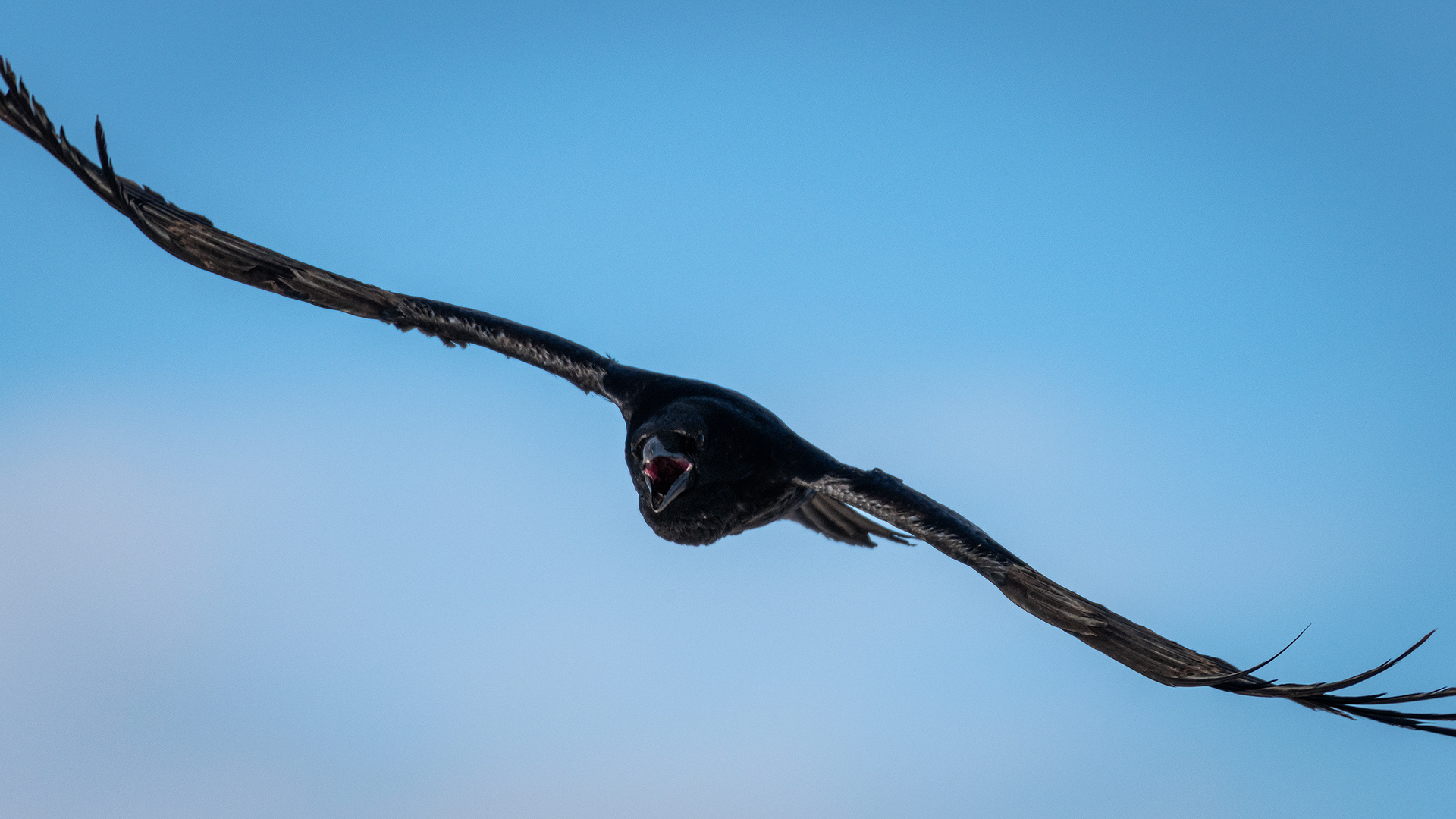 Common Raven in flight - Southview Off Leash Dog Park, Calgary, AB