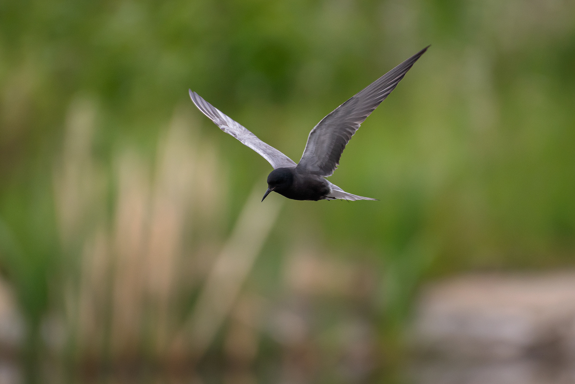 Black Tern (in flight), Marshall Springs ponds, Fish Creek Provincial Park, Calgary, AB