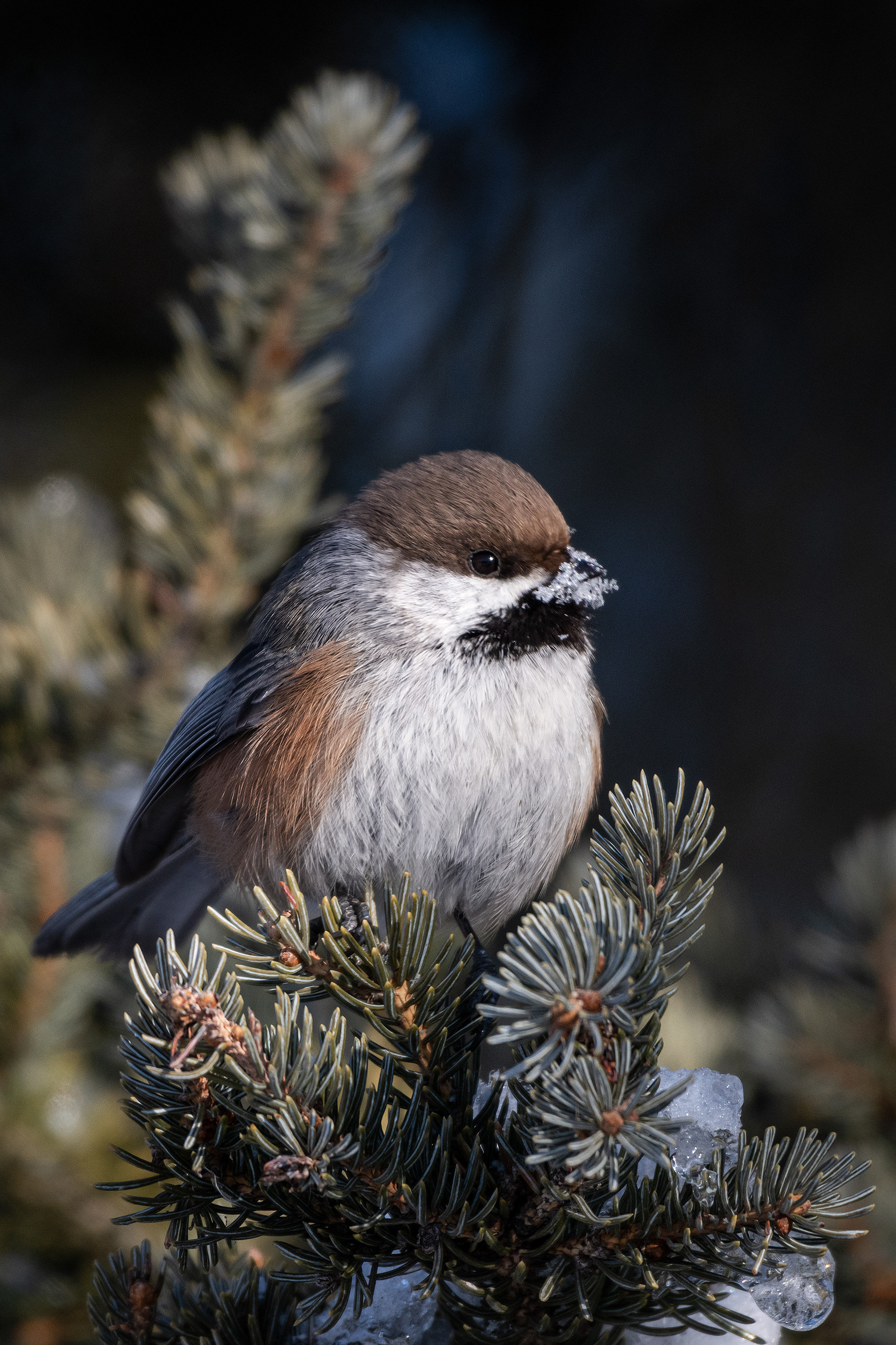 Boreal Chickadee, near the Marshall Springs area of Fish Creek Provincial Park, Calgary, AB