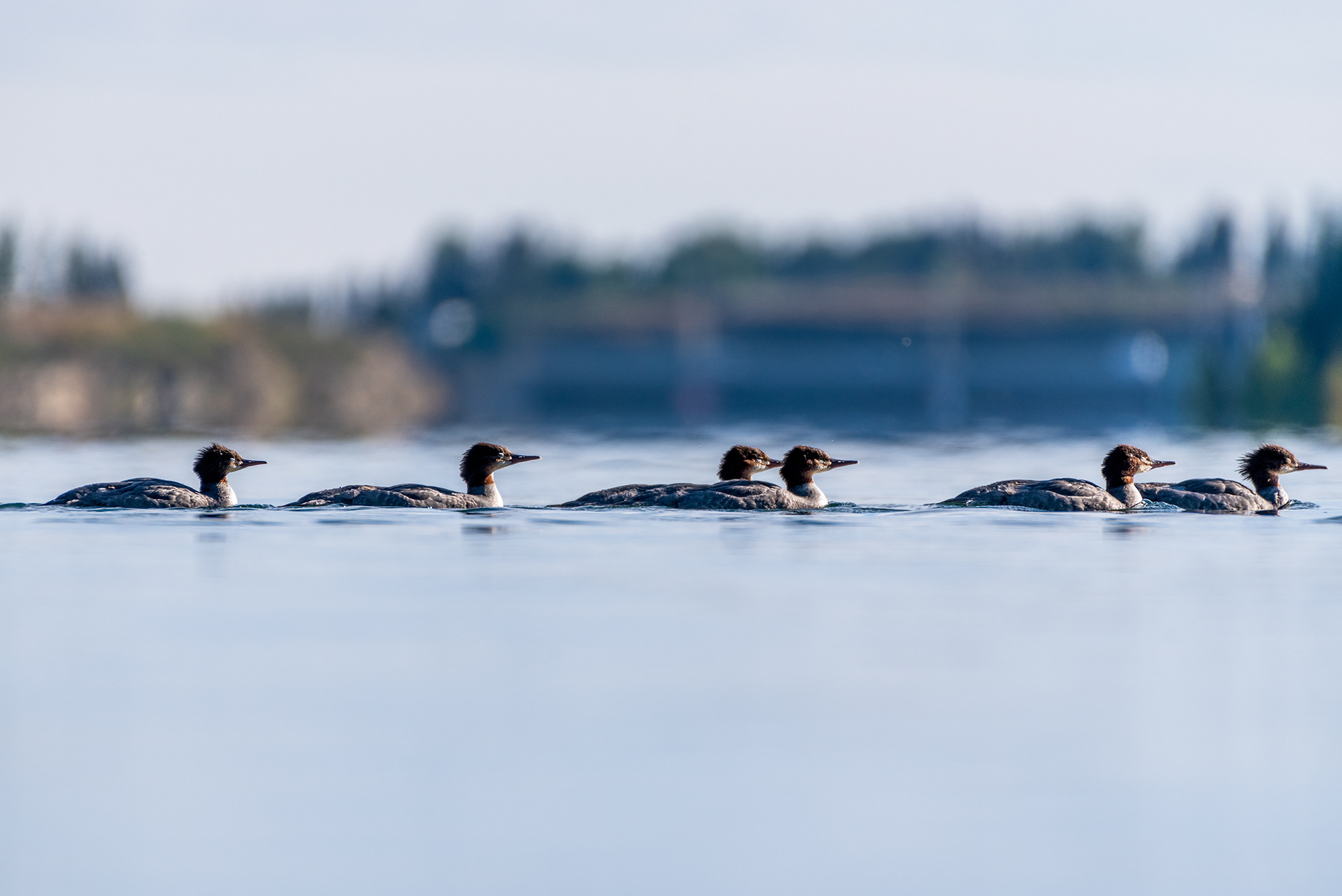 Juvenile Common Mergansers