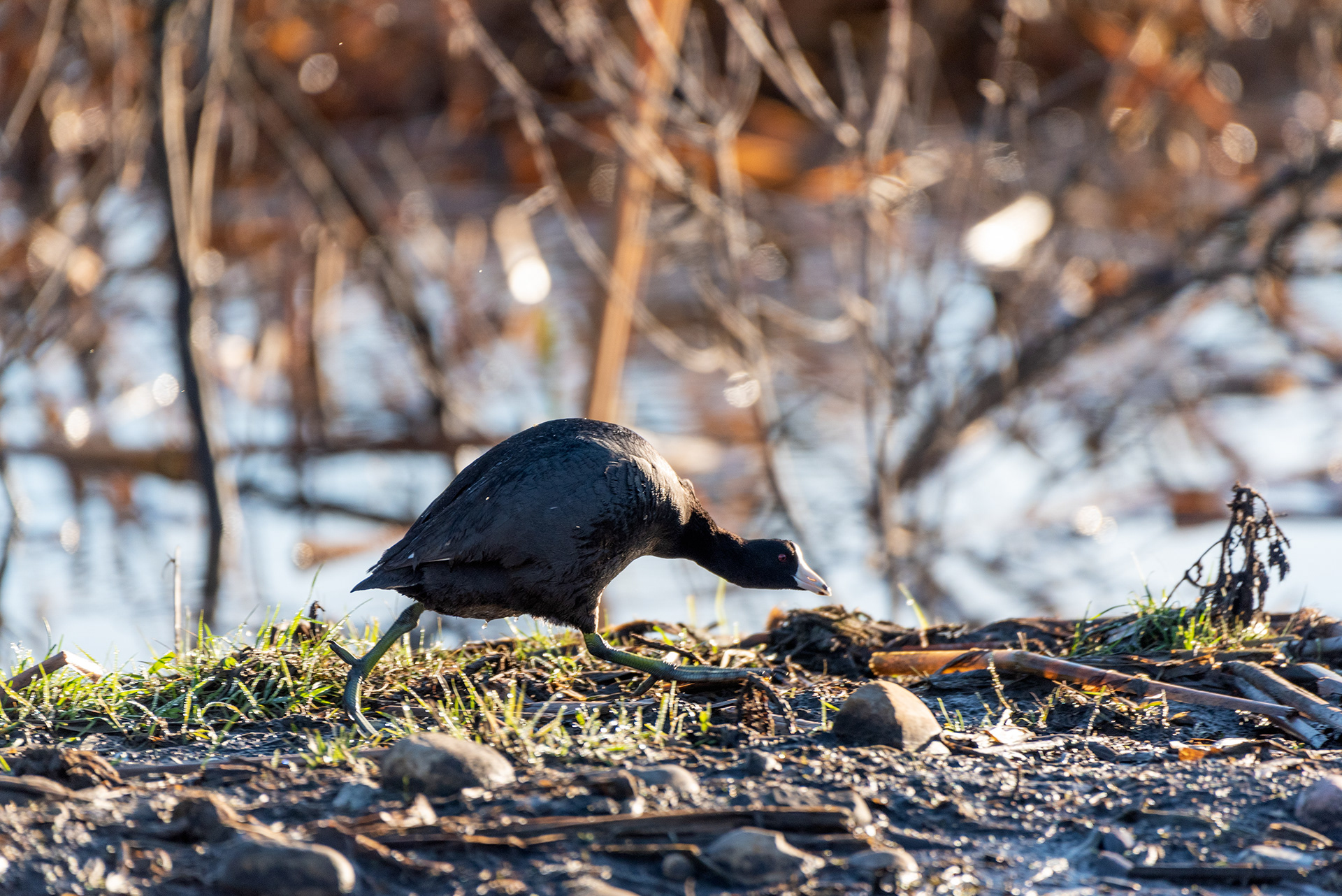 American Coot, Marshall Springs, Fish Creek Provincial Park, Calgary, Alberta