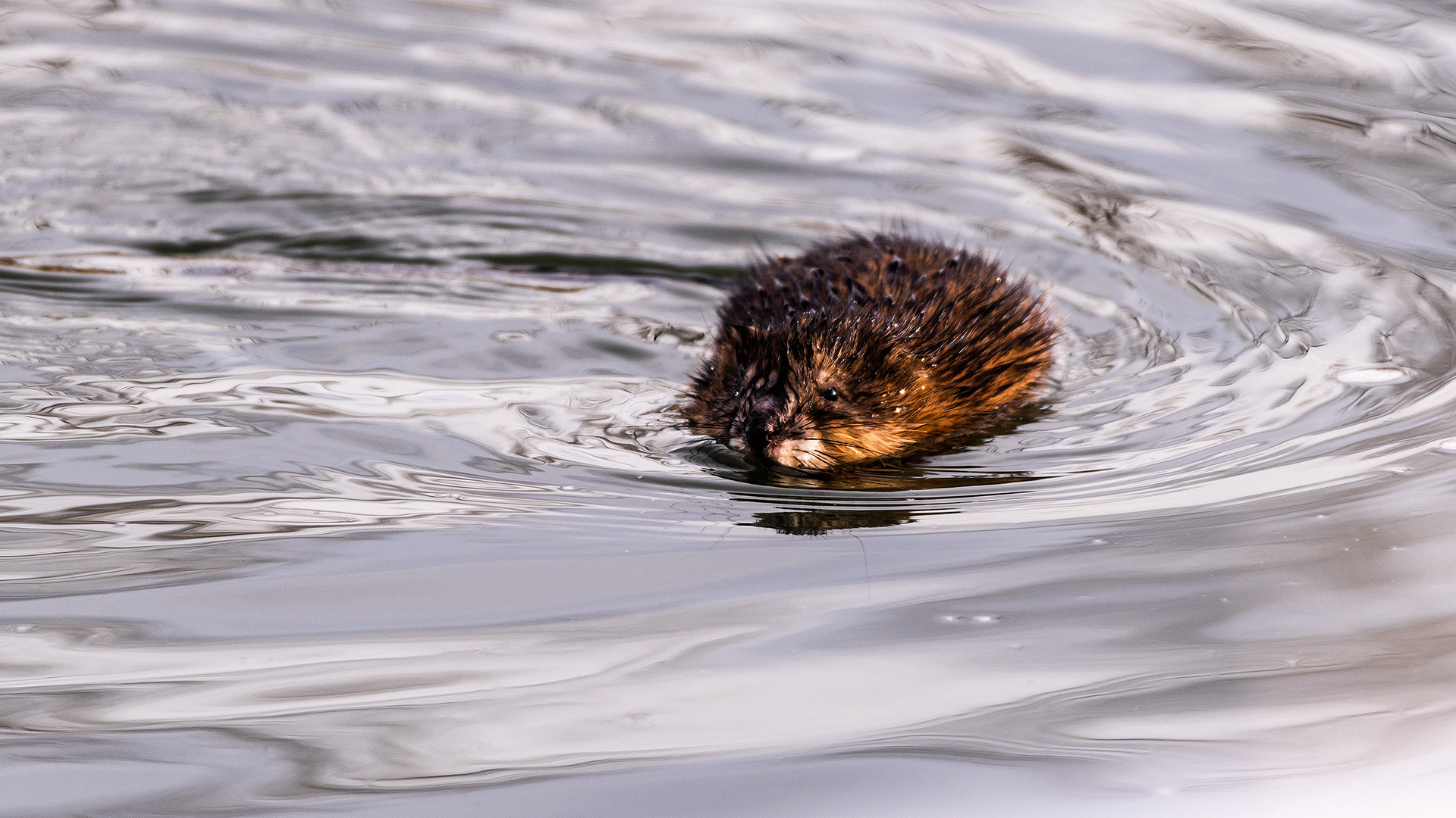 Muskrat near Mallard Point, Fish Creek Prov. Park, Calgary, AB