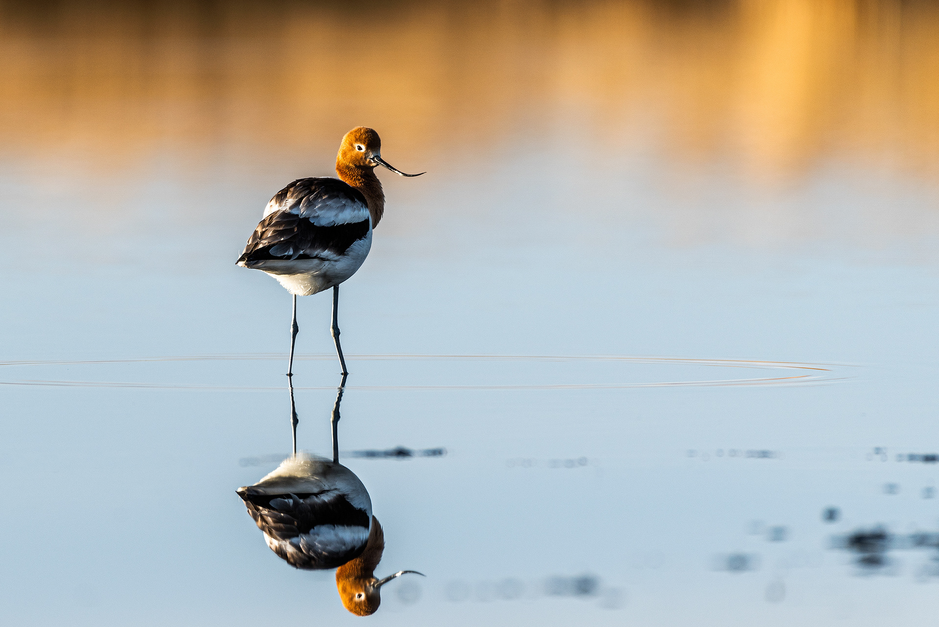 American Avocet at Frank Lake, Alberta