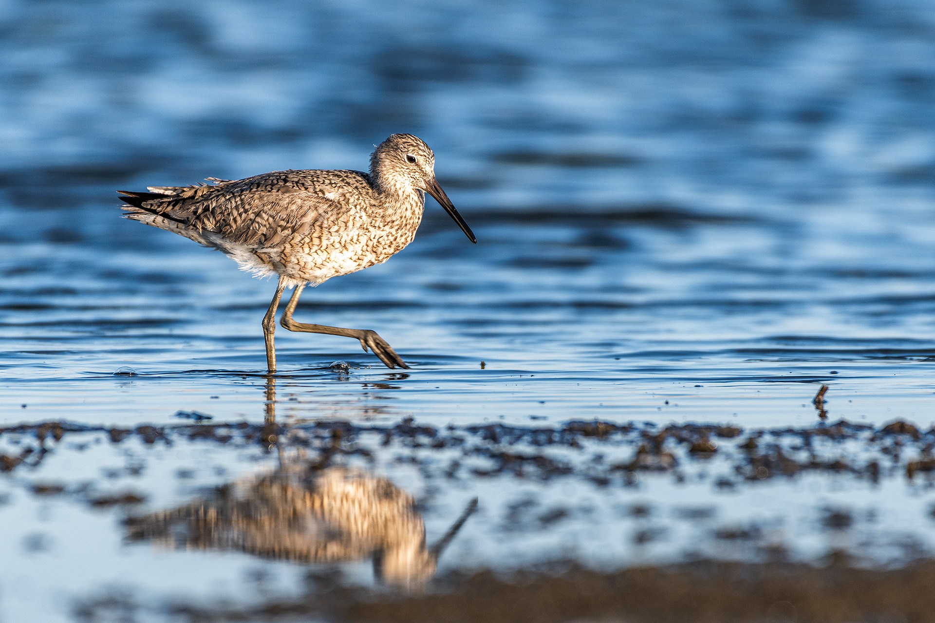 Sandpiper, Frank Lake, Alberta