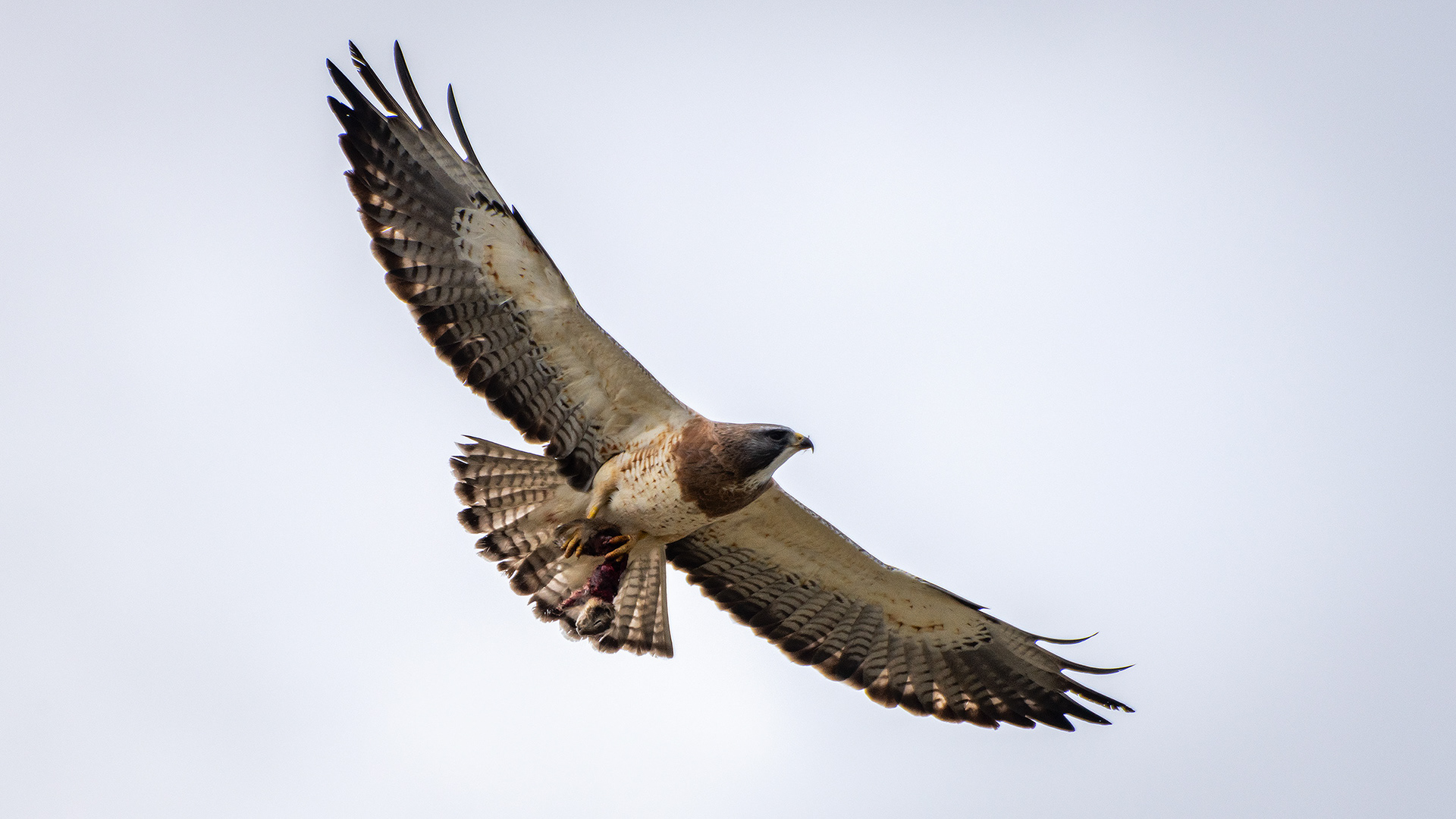 Hawk (in flight), Tom Campbell's Hill Natural Park, Calgary, AB