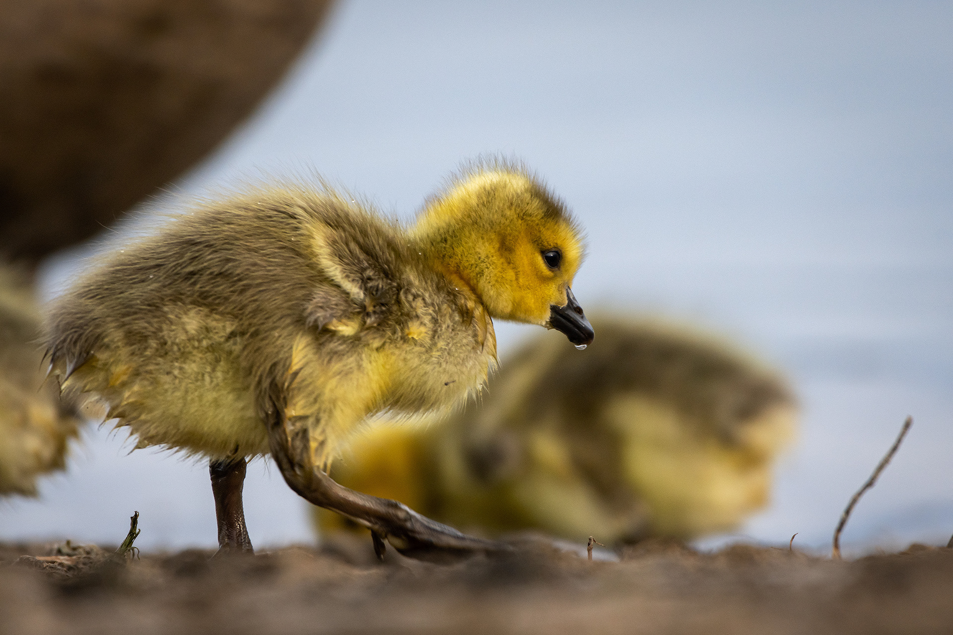 Canada Goose goslings, Glenmore Reservoir, North Glenmore Park, Calgary, AB