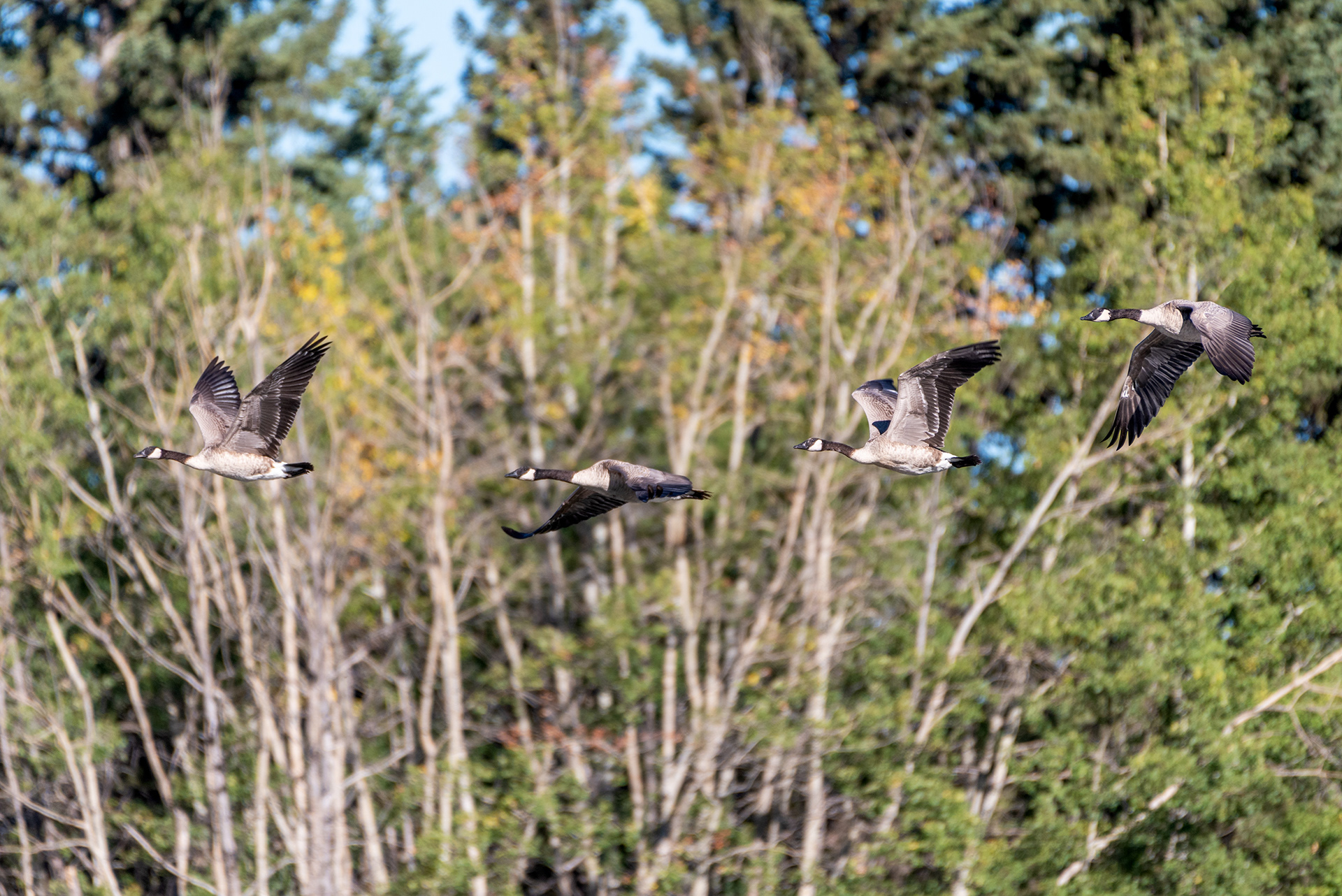 Canada Geese (in flight) at the Marshall Springs ponds in Fish Creek Provincial Park