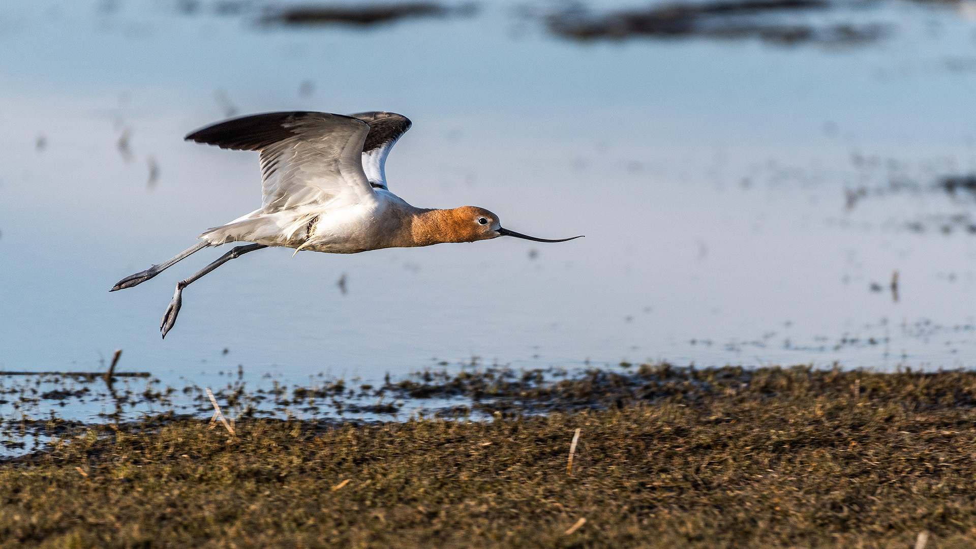 American Avocet in flight at Frank Lake, Alberta