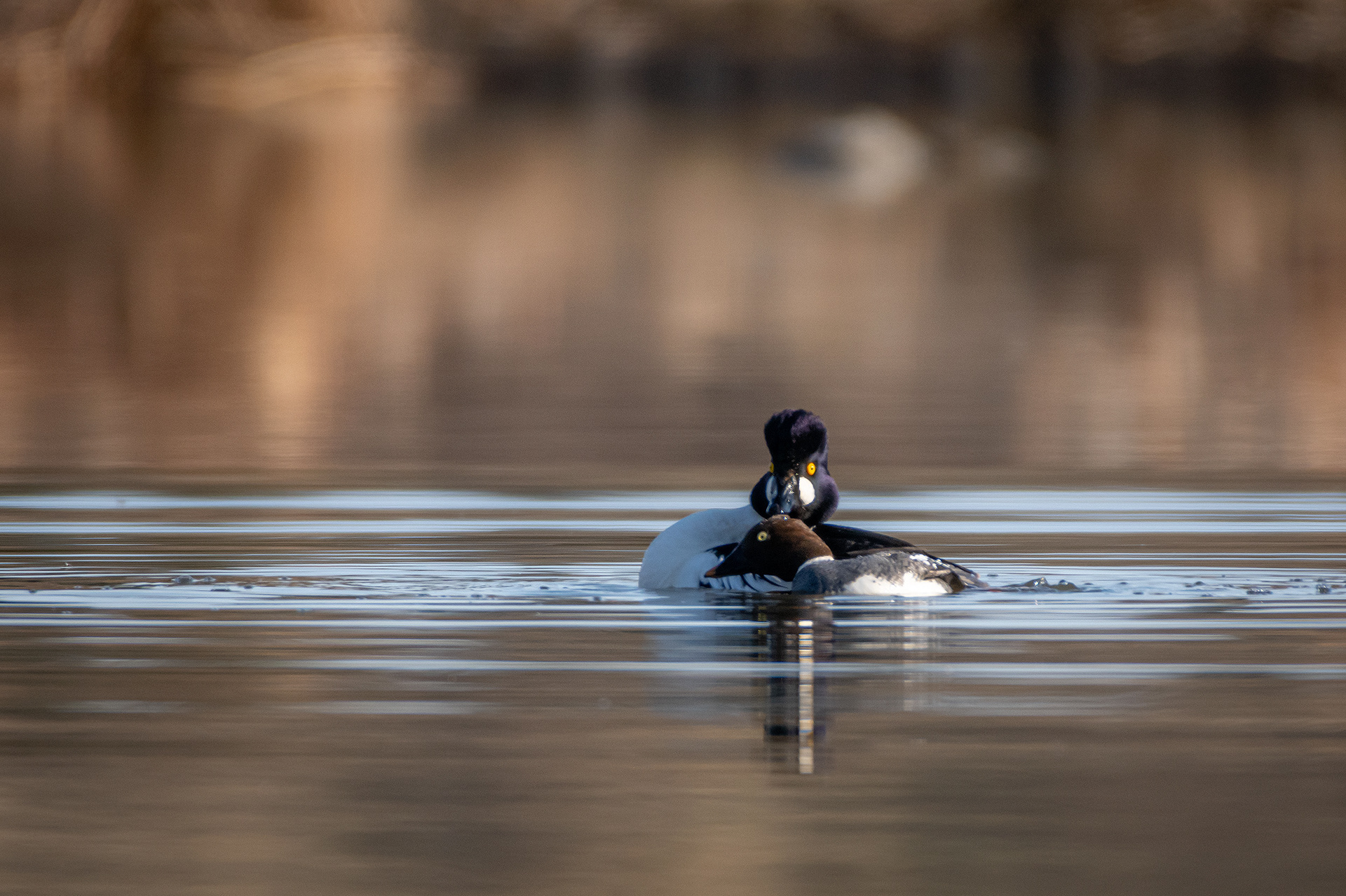 Common Goldeneye pair, Marshall Springs, Fish Creek Provincial Park, Calgary, AB
