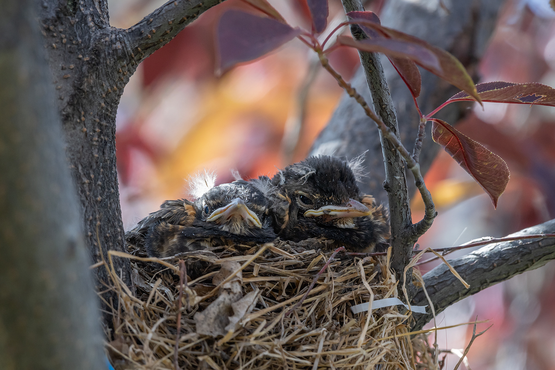 American Robin hatchlings, Bridlewood, Calgary, AB