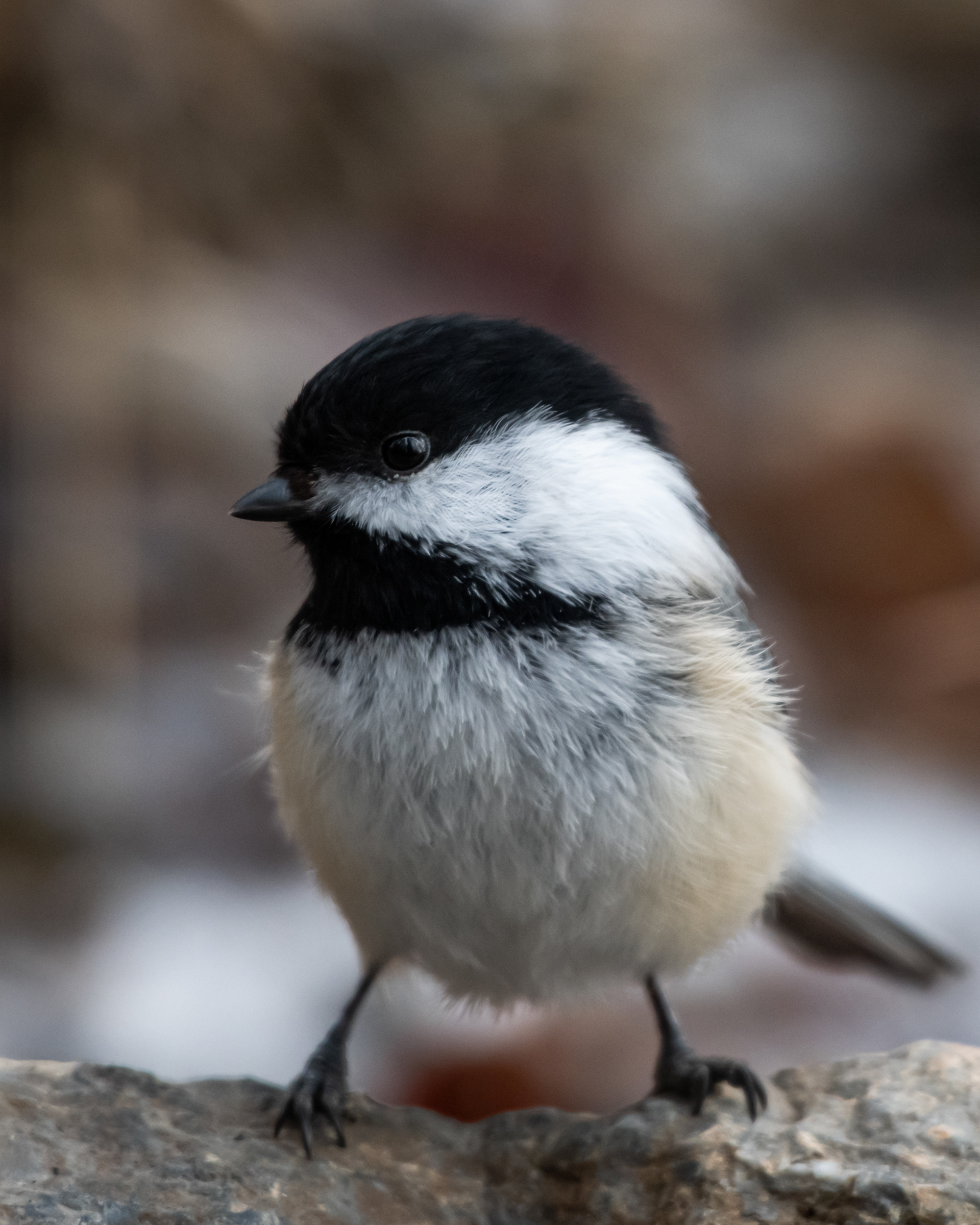 Black-capped Chickadee, near the Marshall Springs area of Fish Creek Provincial Park, Calgary, AB