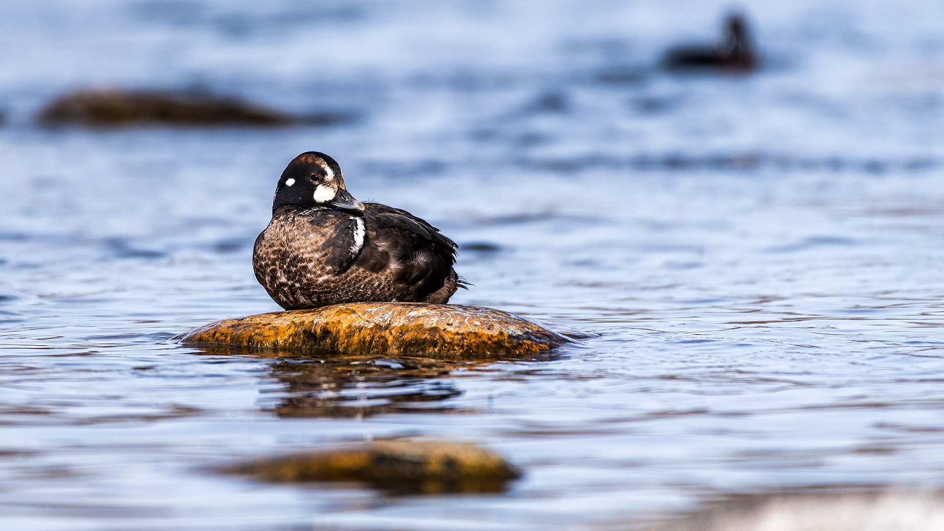Harlequin Duck on the Bow River near Carburn Park, Calgary, AB