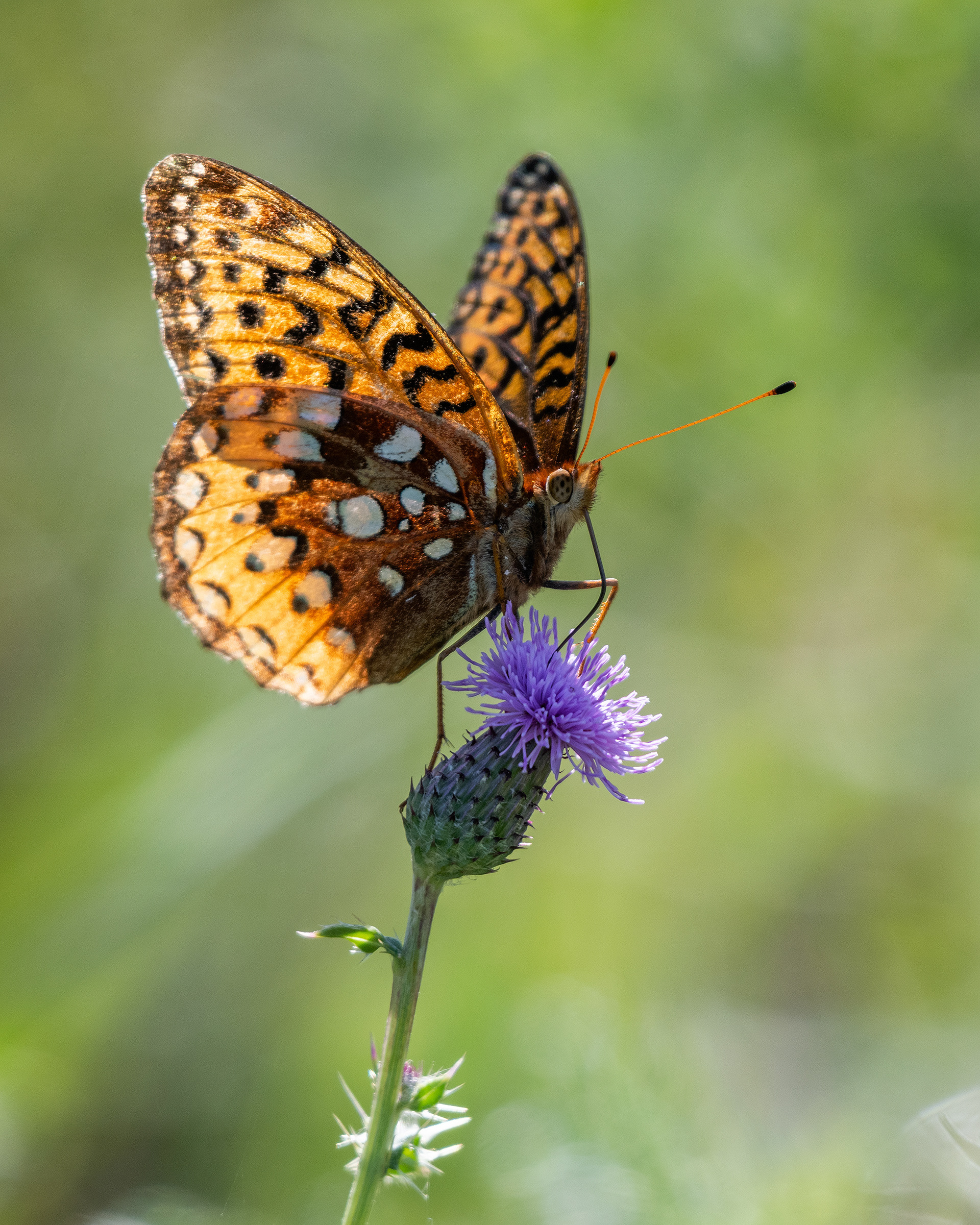 Butterfly on a flower, Marshall Springs - Fish Creek Prov. Park, Calgary, AB
