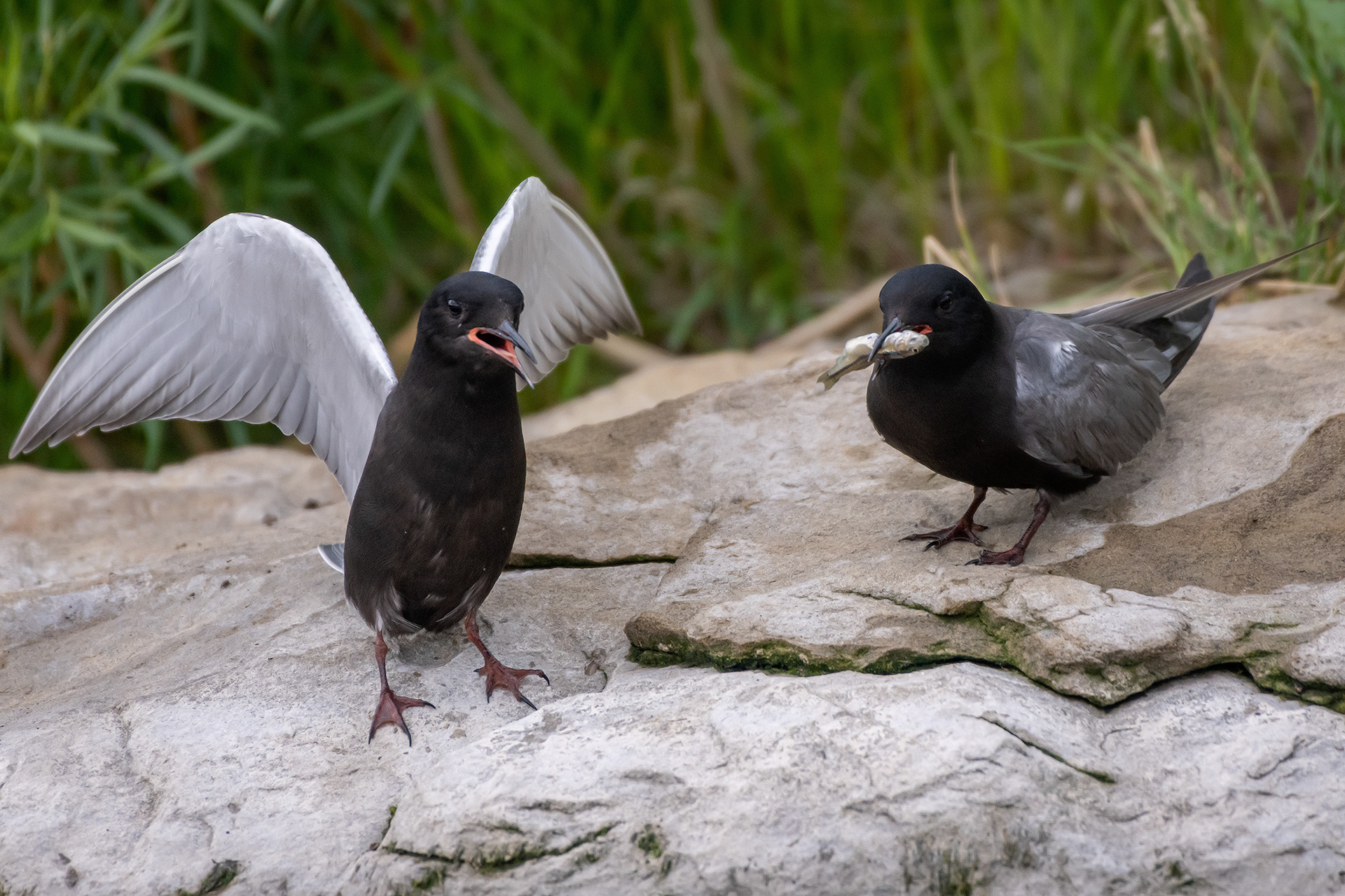 Black Terns, Marshall Springs ponds, Fish Creek Provincial Park, Calgary, AB