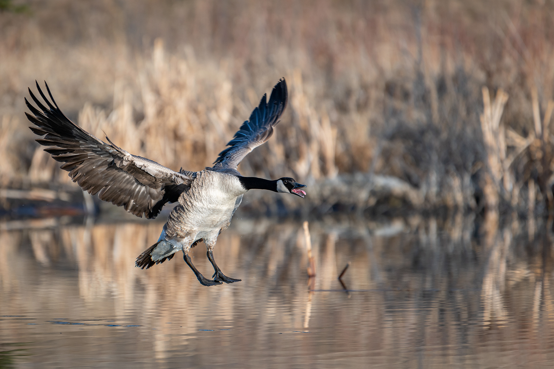 Canada Goose (in flight), Marshall Springs, Fish Creek Provincial Park, Calgary, AB