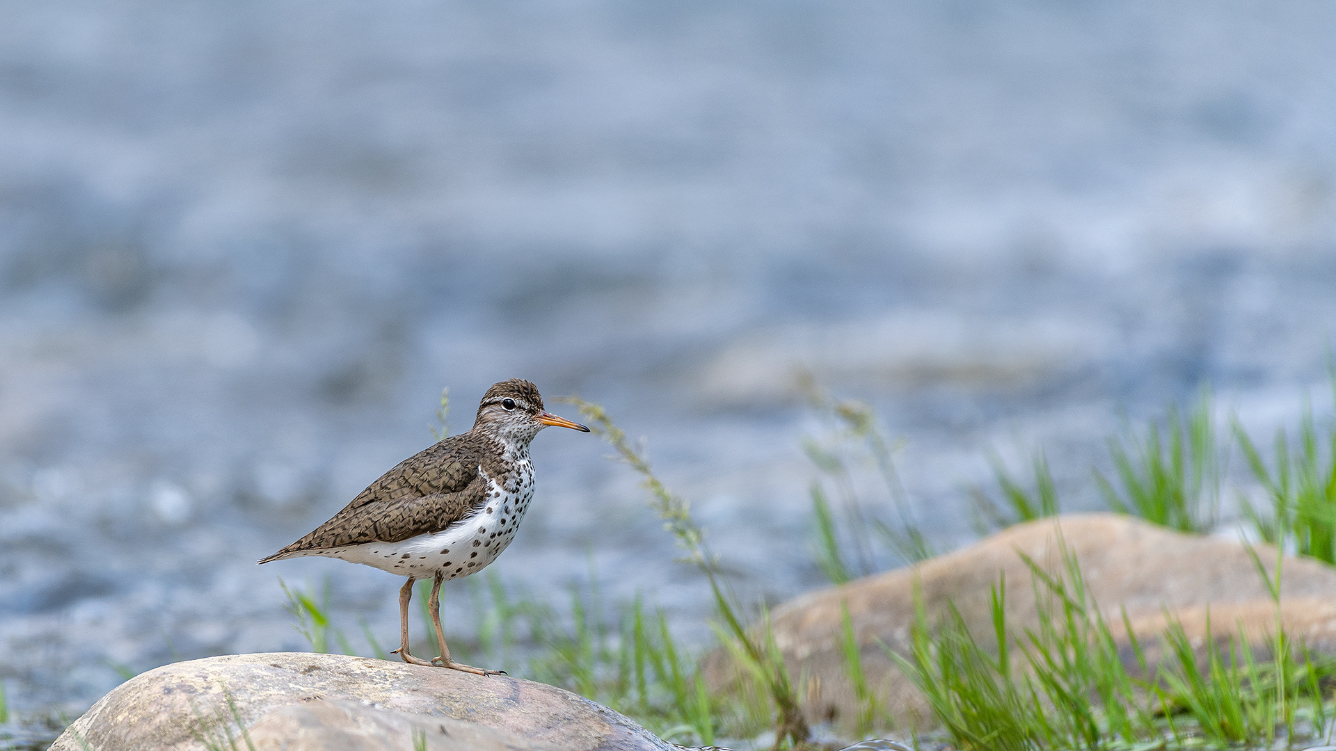 Spotted Sandpiper on a rock at Votier's Flats - Fish Creek Provincial Park, Calgary, Alberta