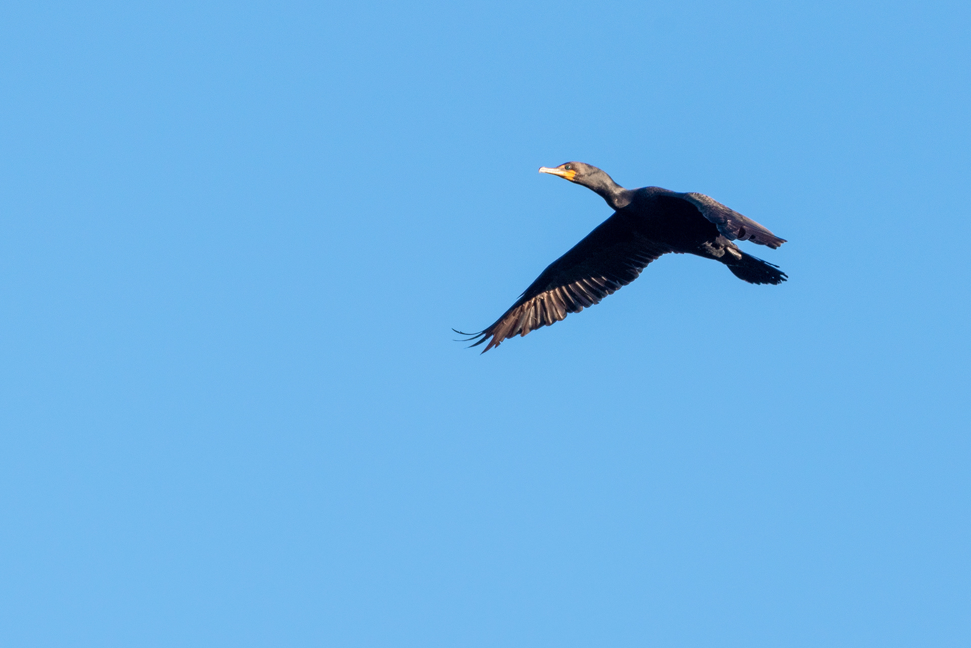 Double-crested Cormorant in flight
