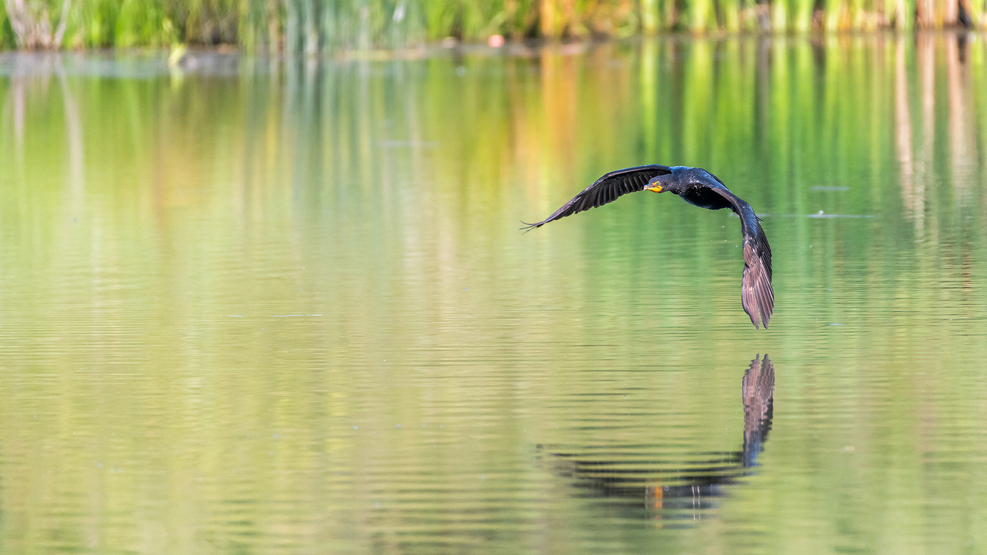 Double-crested Cormorant (in flight), Marshall Springs - Fish Creek Prov. Park, Calgary, AB
