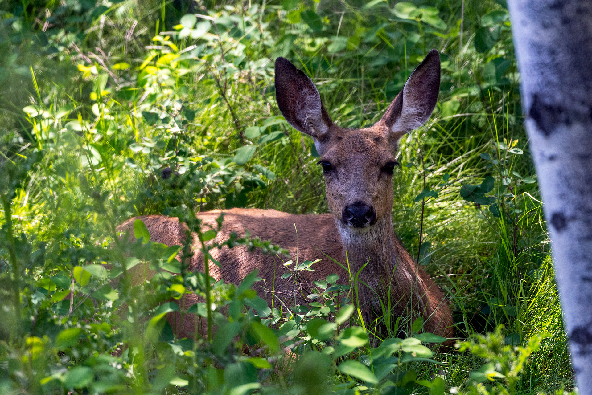 Doe resting in grass
