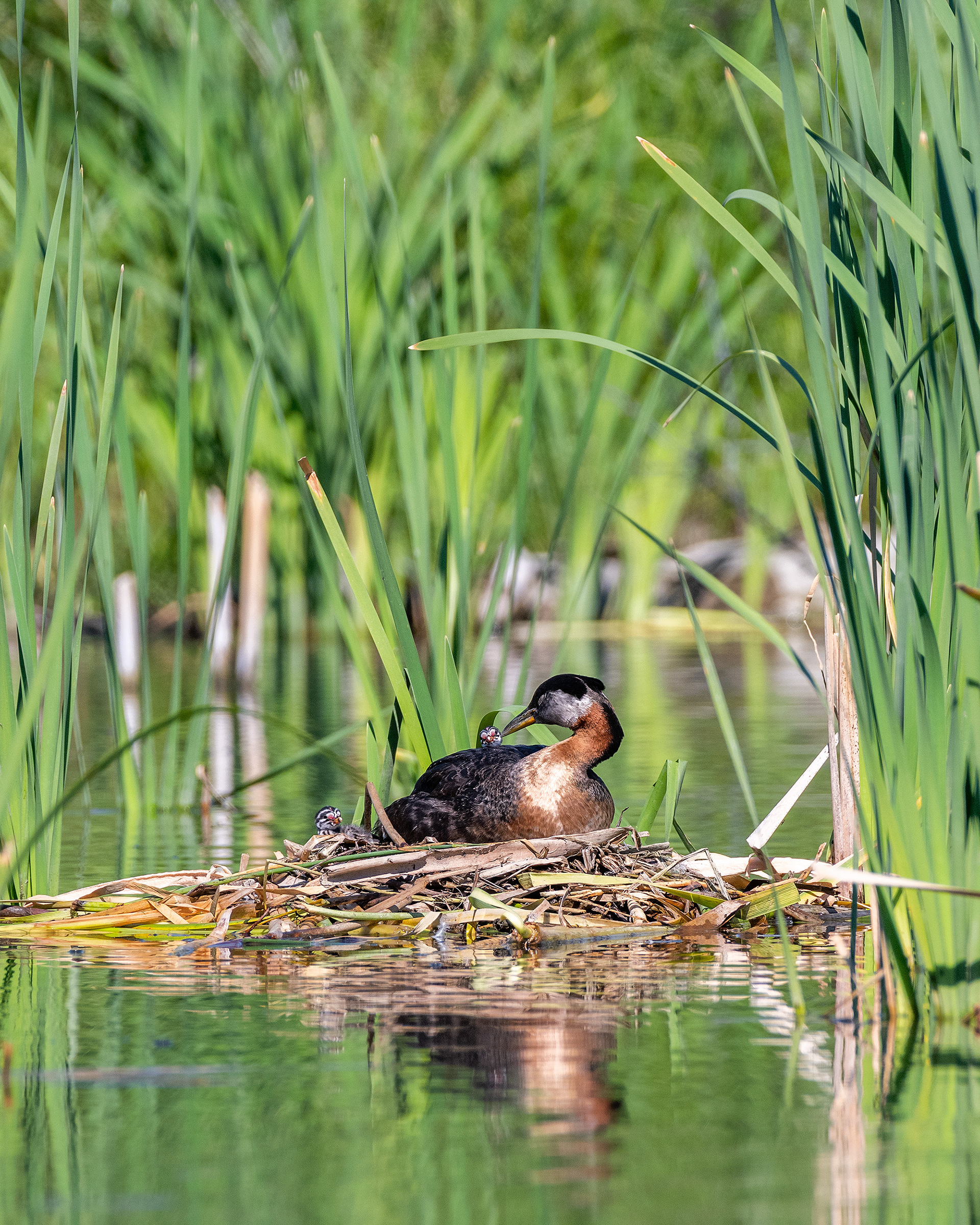 Red-necked Grebe (male) on his nest with two chicks, Marshall Springs - Fish Creek Prov. Park, Calgary, AB